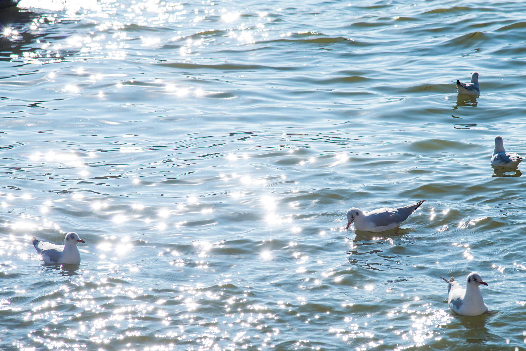 2023年云南大理农业学校招生专业有哪些？附热门专业解读！