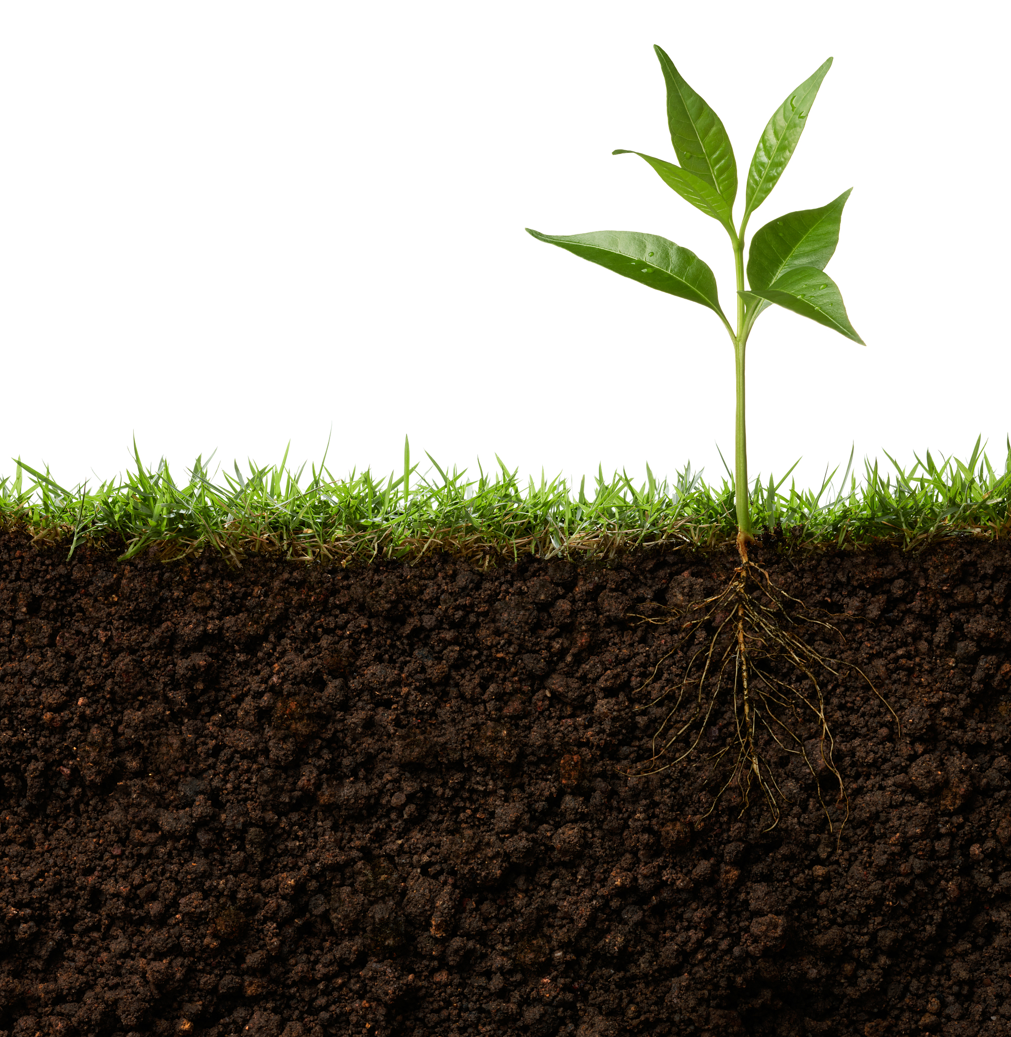 Plant and Soil 期刊介绍：植物与土壤科学领域的权威期刊