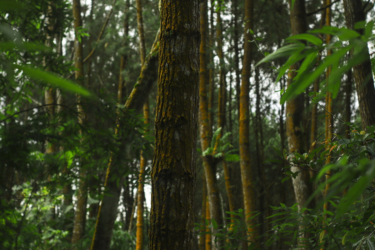 山西林业职业技术学院森林资源保护专业涉及哪些课程