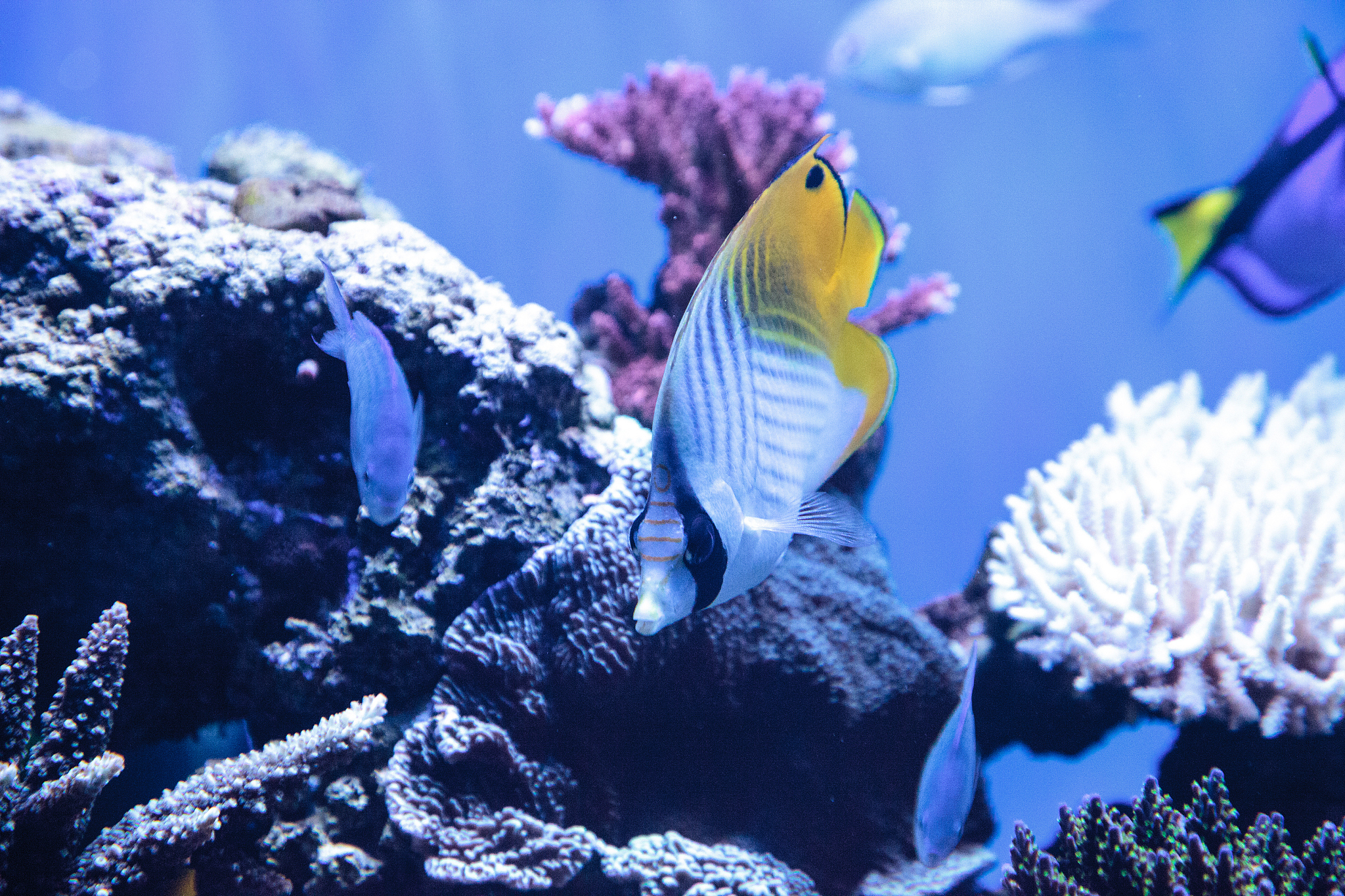 raccoon butterflyfish chaetodon lunula
