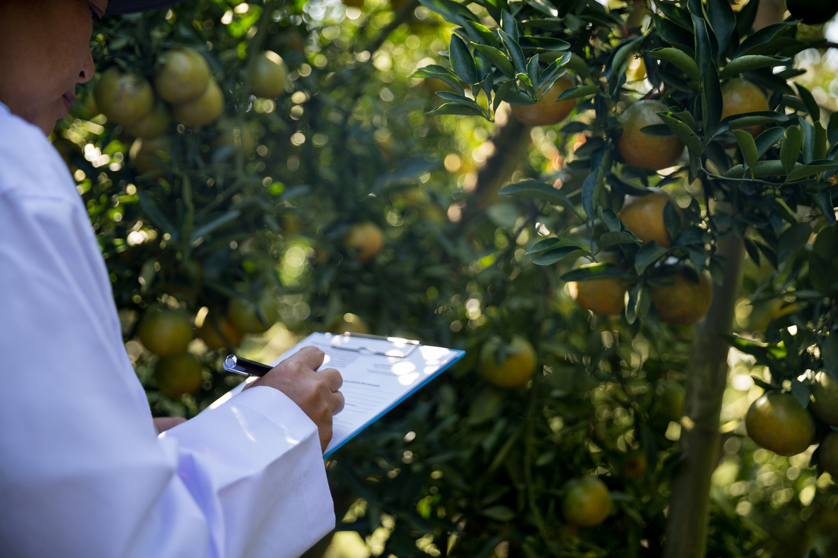 金桔的养殖方法