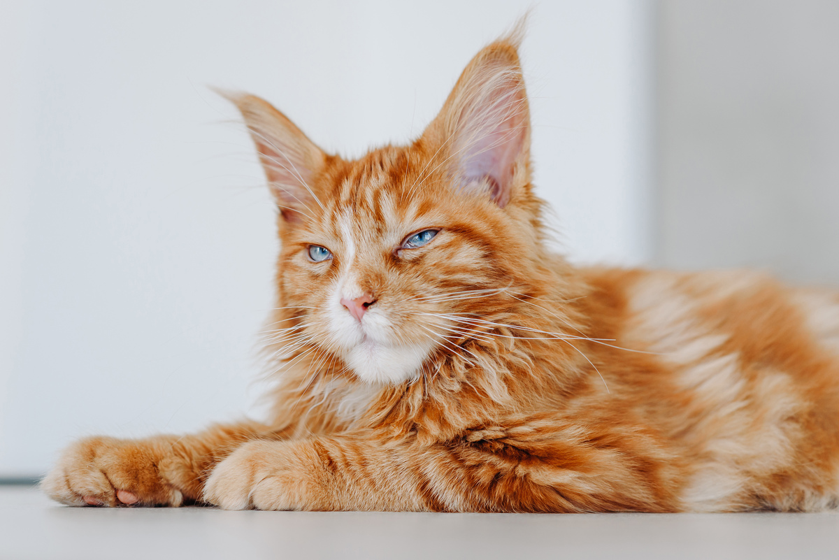 100+个超萌小猫名字推荐：从个性到可爱，总有一款适合你！