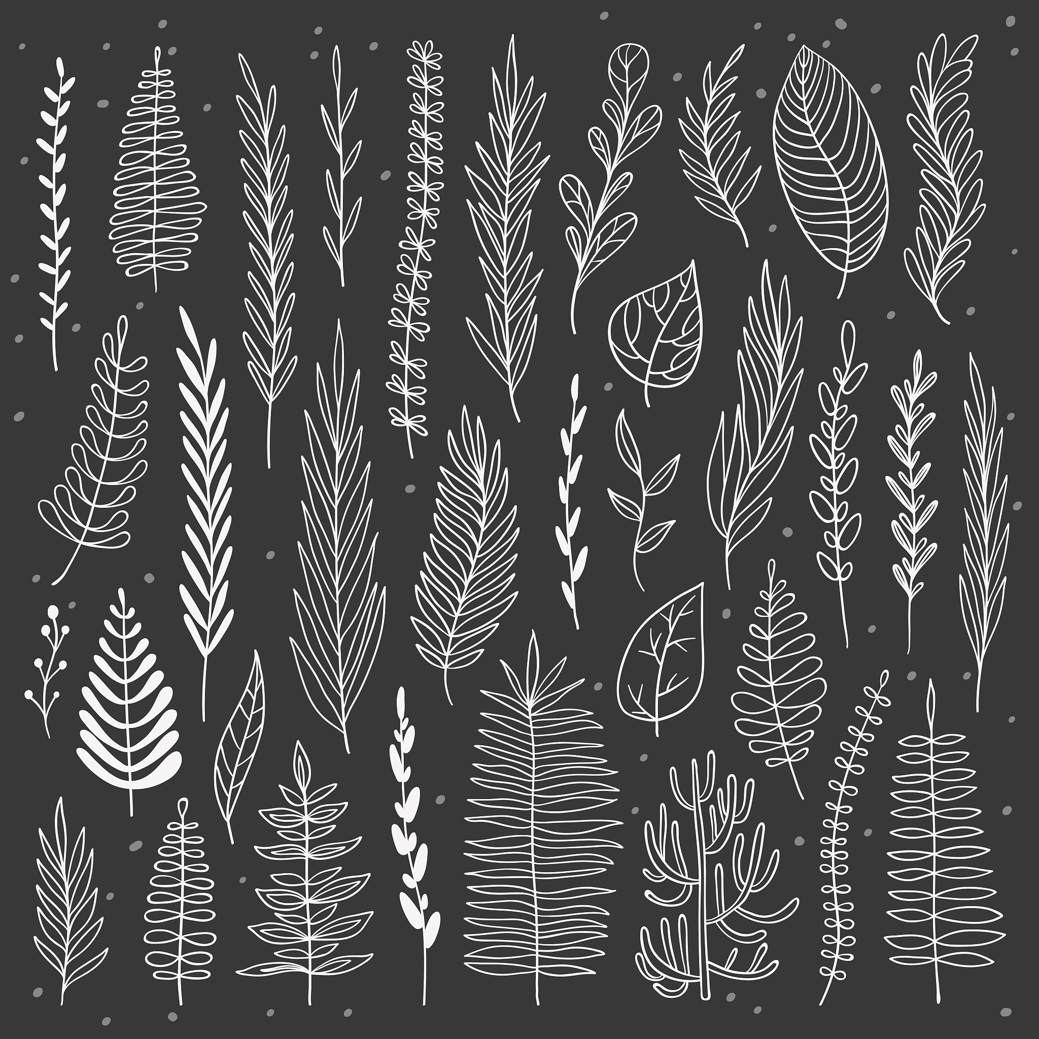 vector hand drawn botanical elements set. monochrome herbs colle