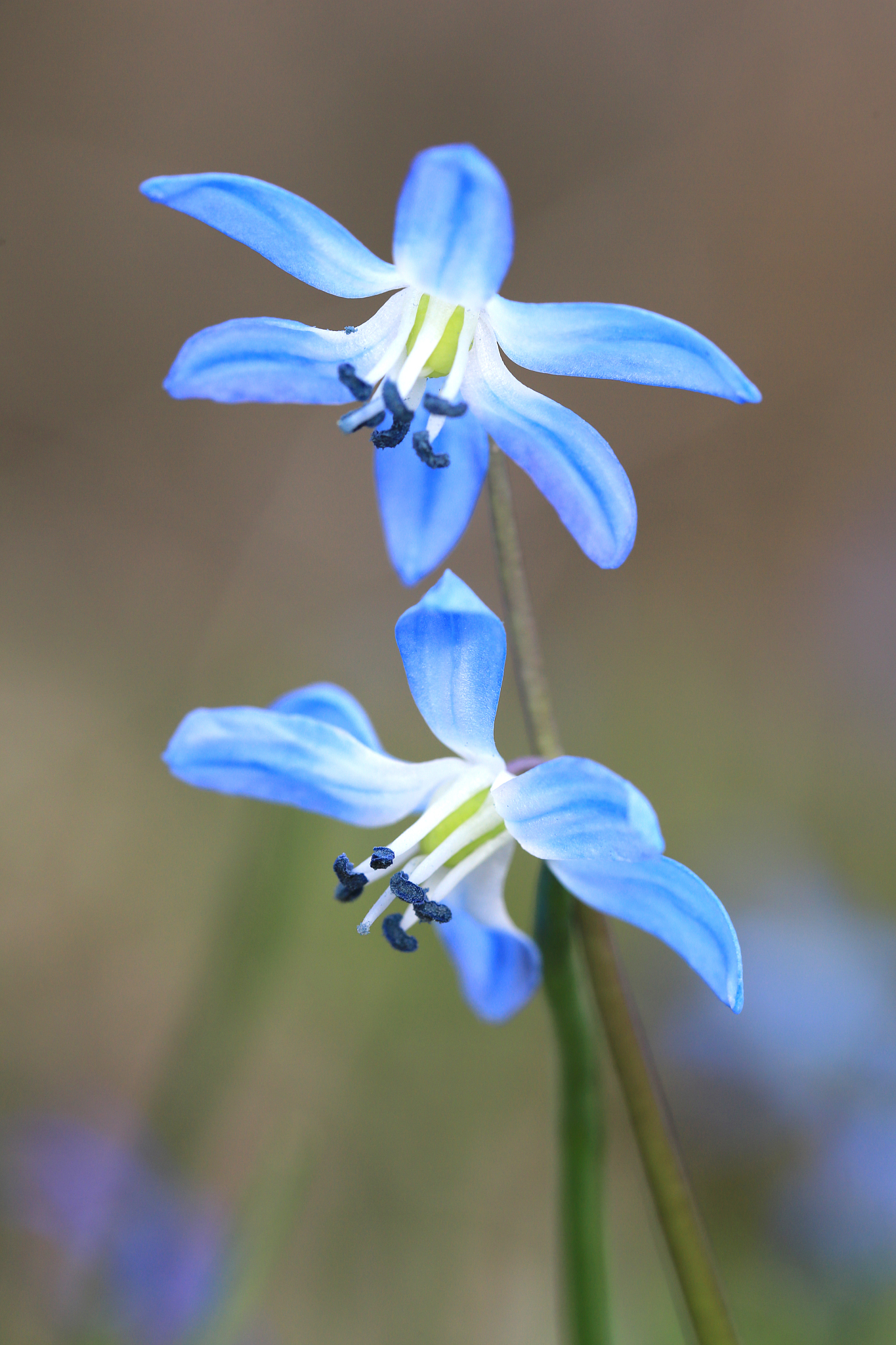 scilla bifolia flowers