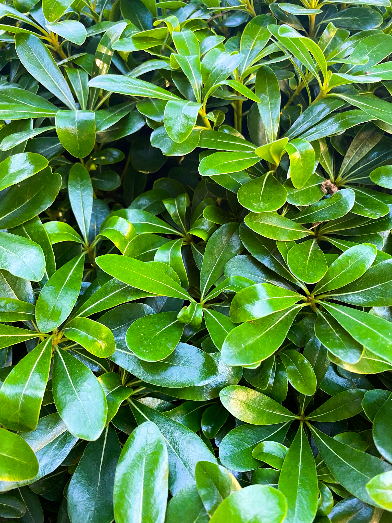 background of green leaves. botanical pattern. turkey.