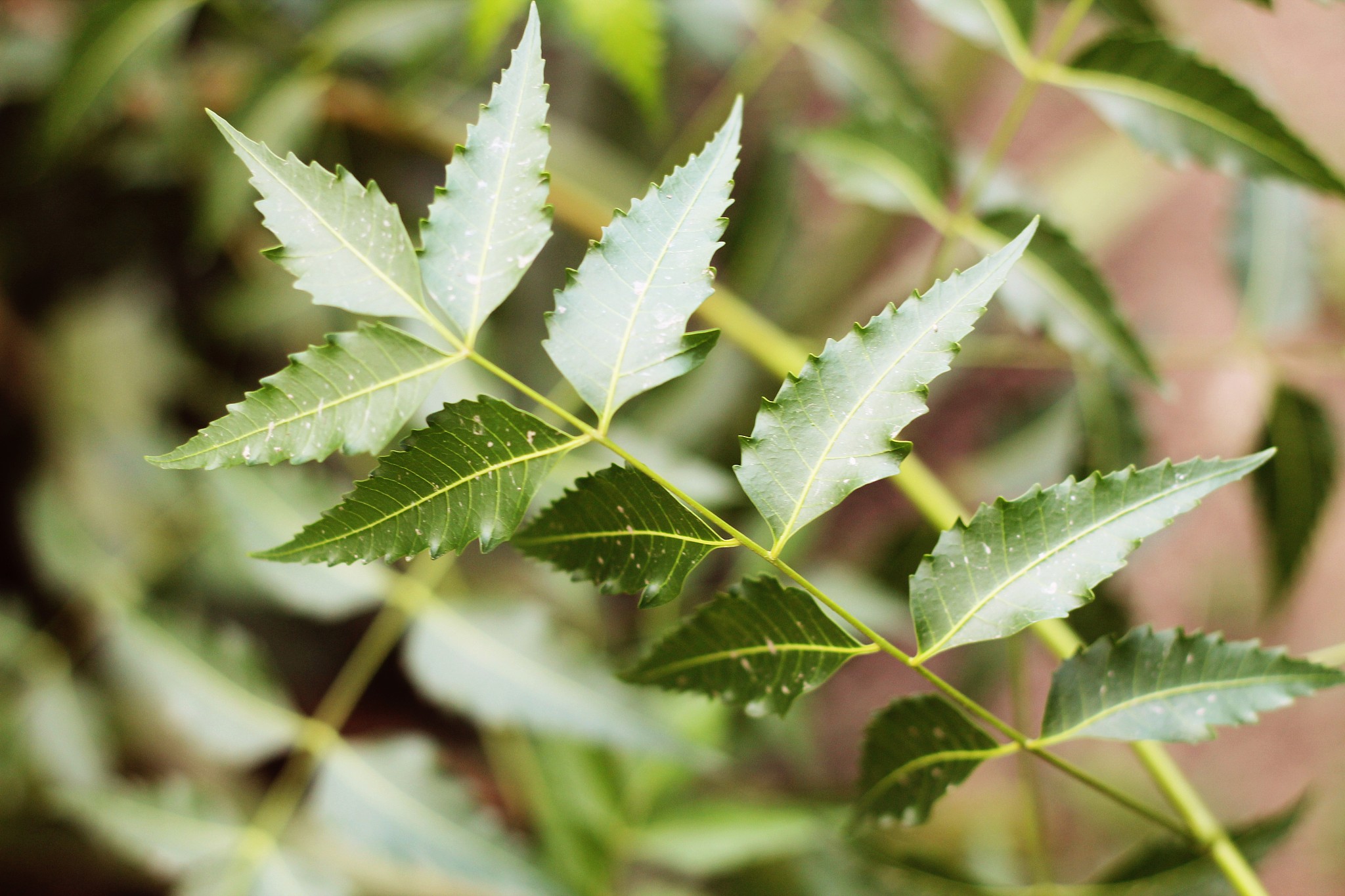neem leaves