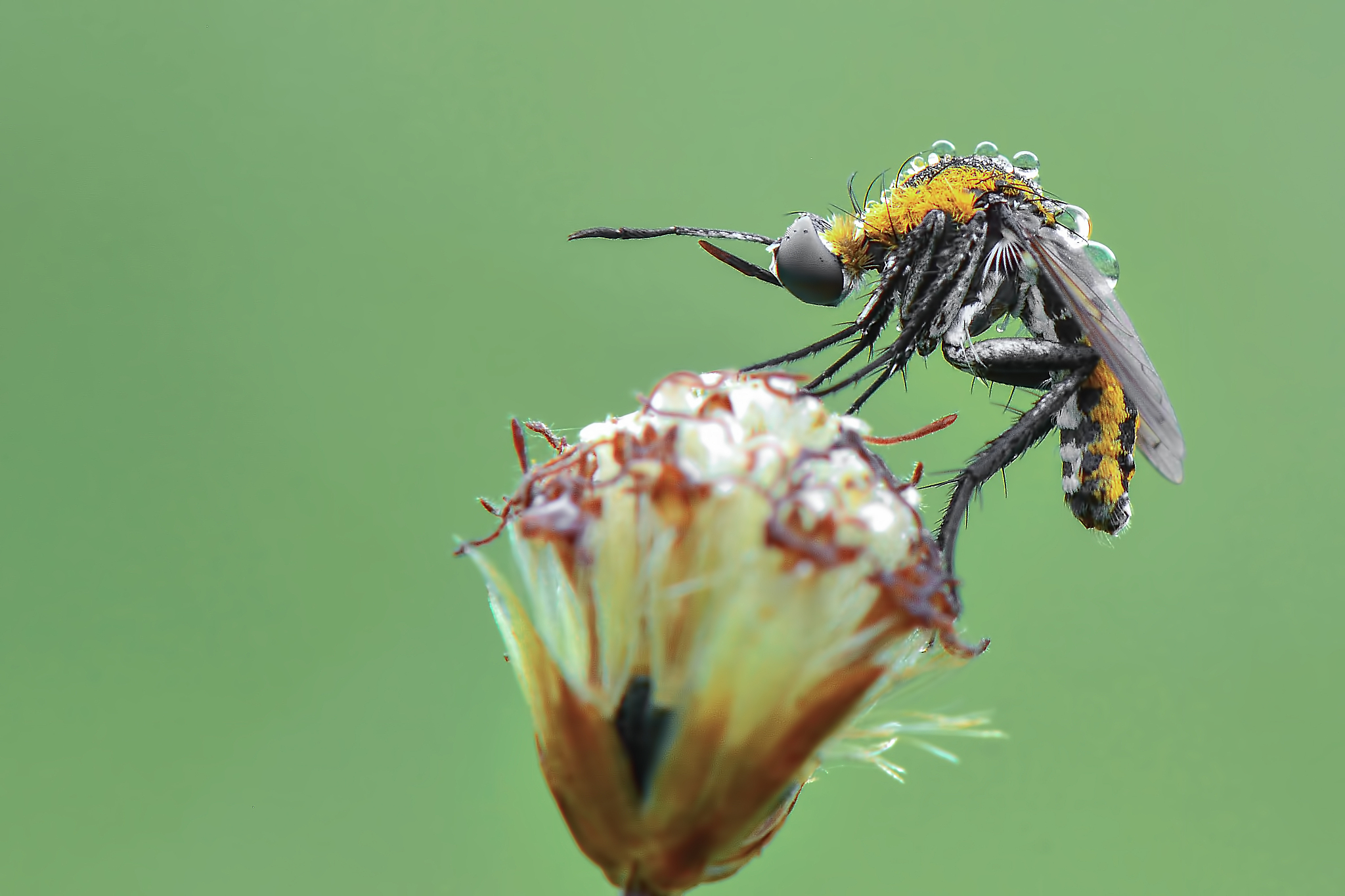 close-up of insect on flower