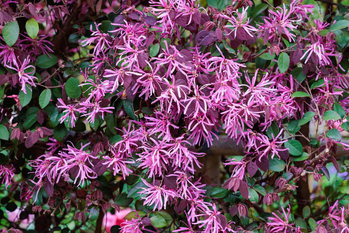 红花继木什么花序？