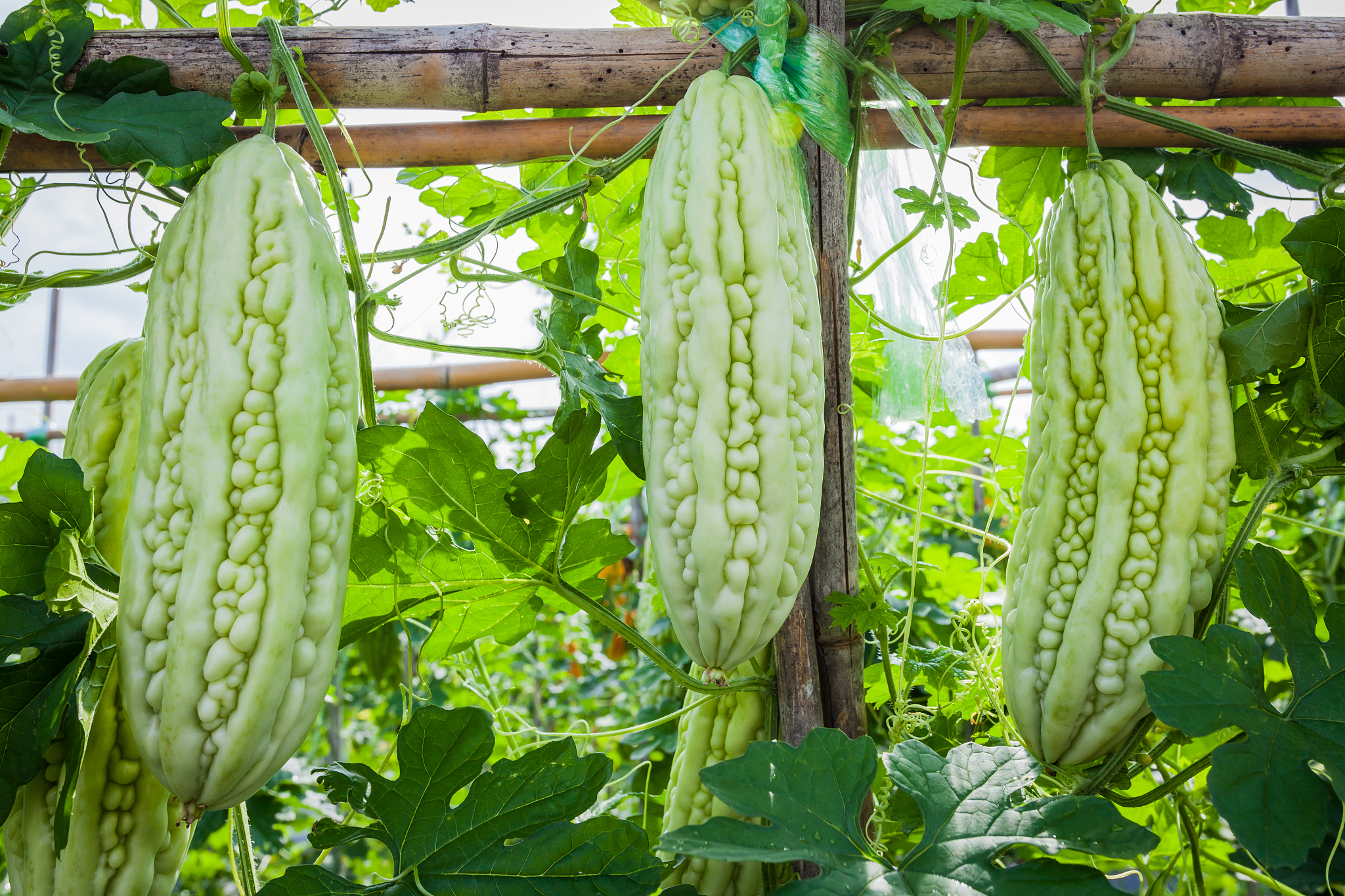 FIELD CROPS RESEARCH: 国际作物科学协会官方期刊