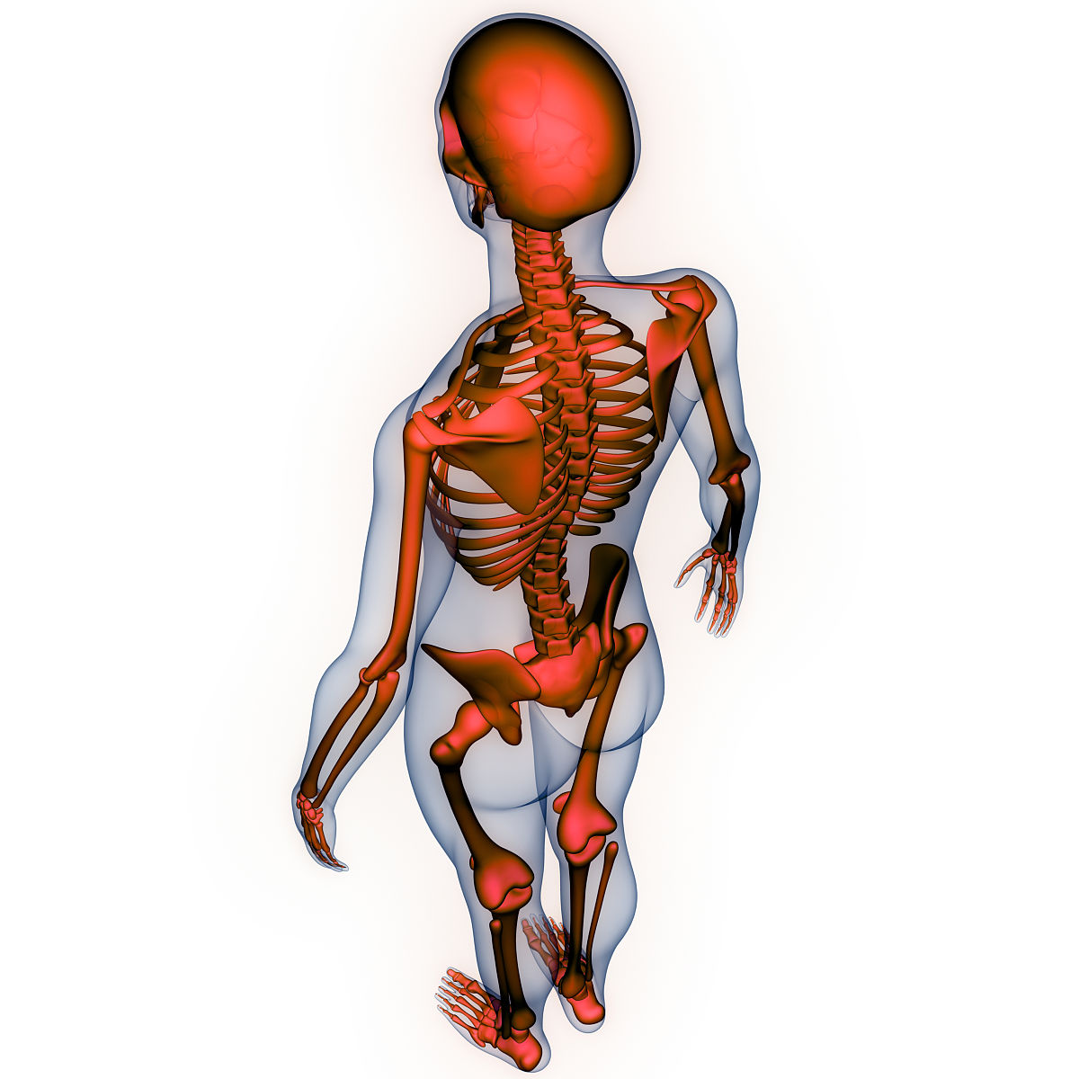 运动解剖学笔记：人体运动的解剖学基础