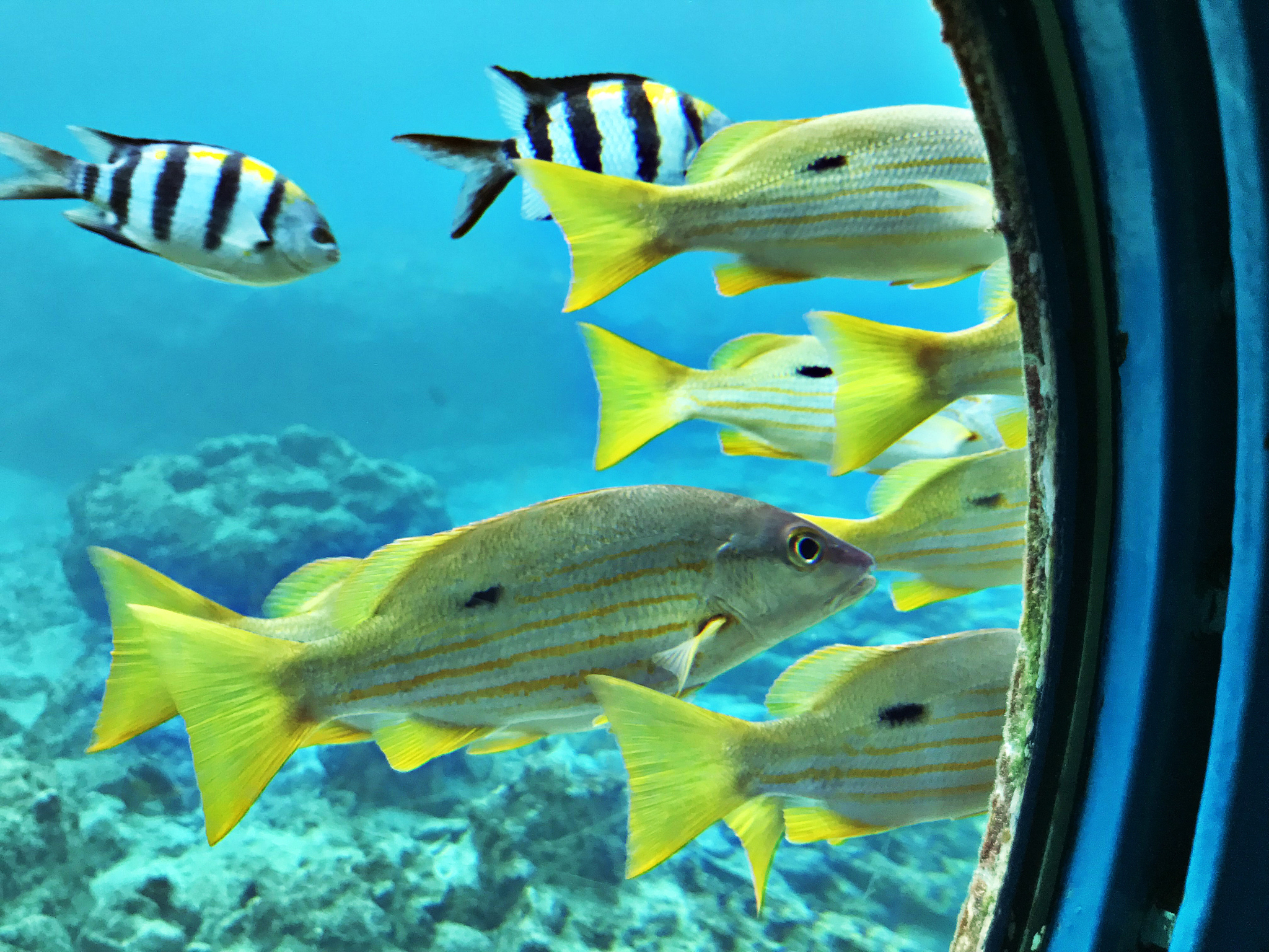 close up fish