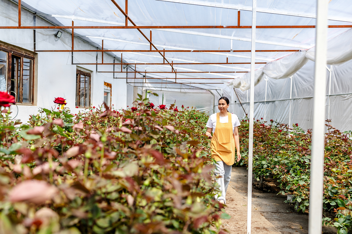 临沂半程镇 - 农业基地、草莓产业、旅游胜地