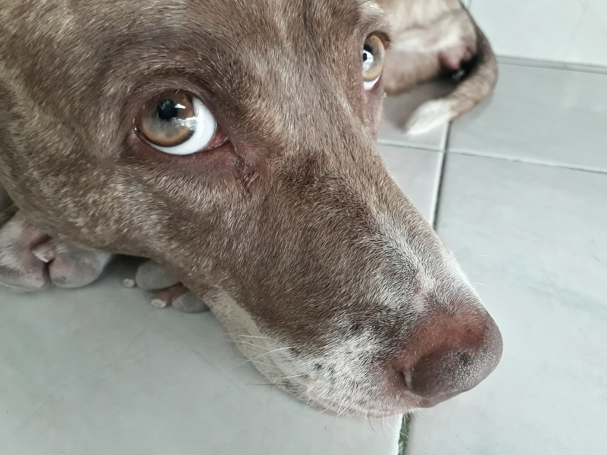 20 号这一天我的狗高烧 415 摄氏度。我们立即带他去看兽医验血结果是贫血兽医诊断为犬巴贝斯虫病。附当天血液检测结果 兽医给狗子服用了该病的解毒剂第二天狗就退烧了。接下来的 3 天狗接受抗生素治疗通过在家里服用药丸狗的情况有好转的迹象但在 24 日那天我注意到它的牙龈非常苍白于是我们又去找兽医包括以上问题 我的狗狗怎么了