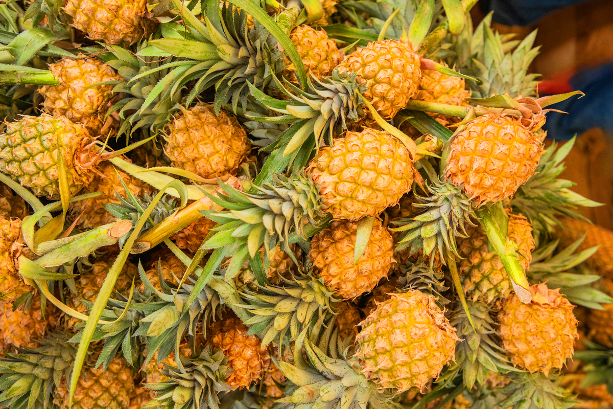 菠萝什么时候成熟菠萝什么时候上市300字