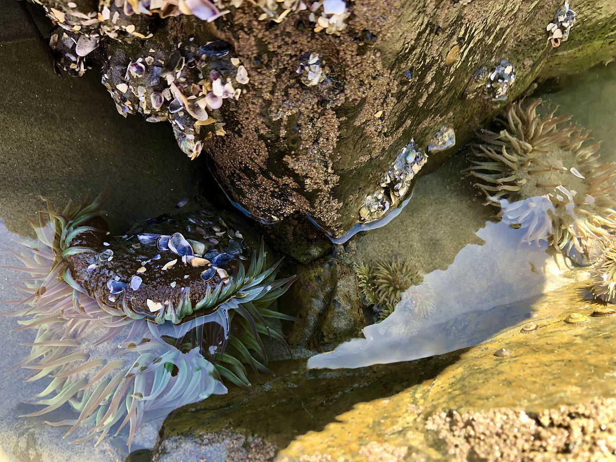 海洋微古生物学：揭示海洋历史的微小化石