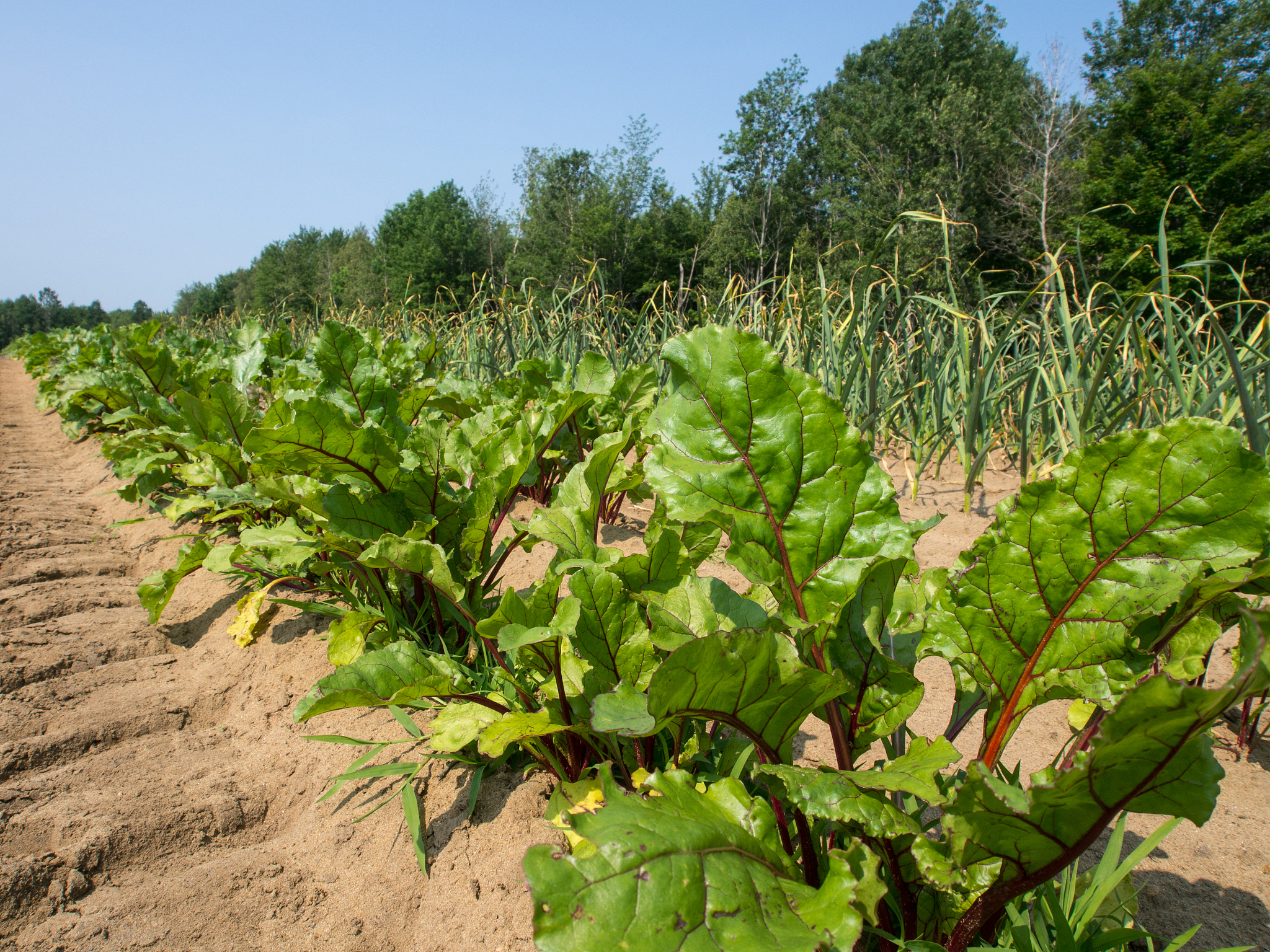 red swiss chard
