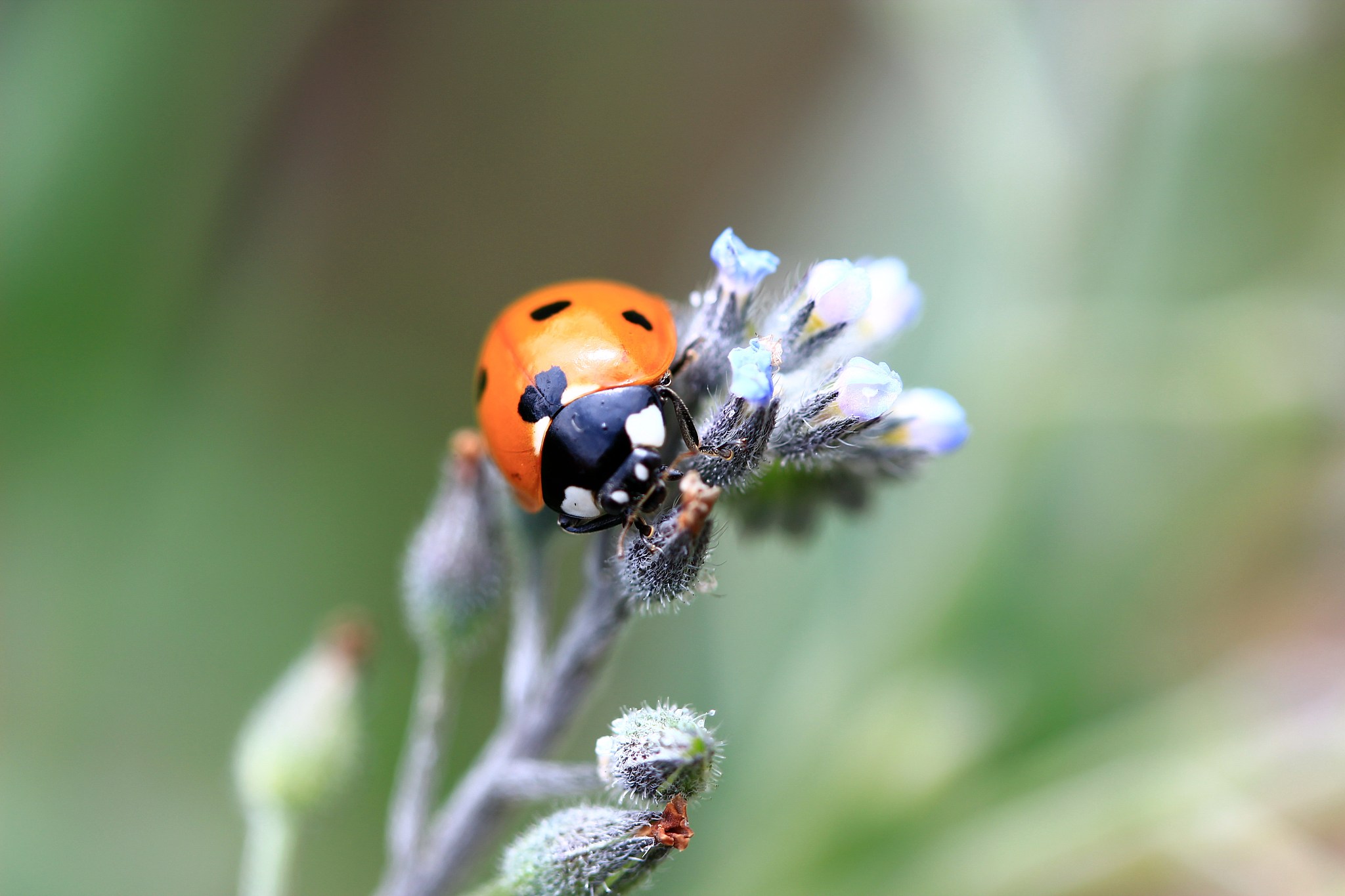 ladybug