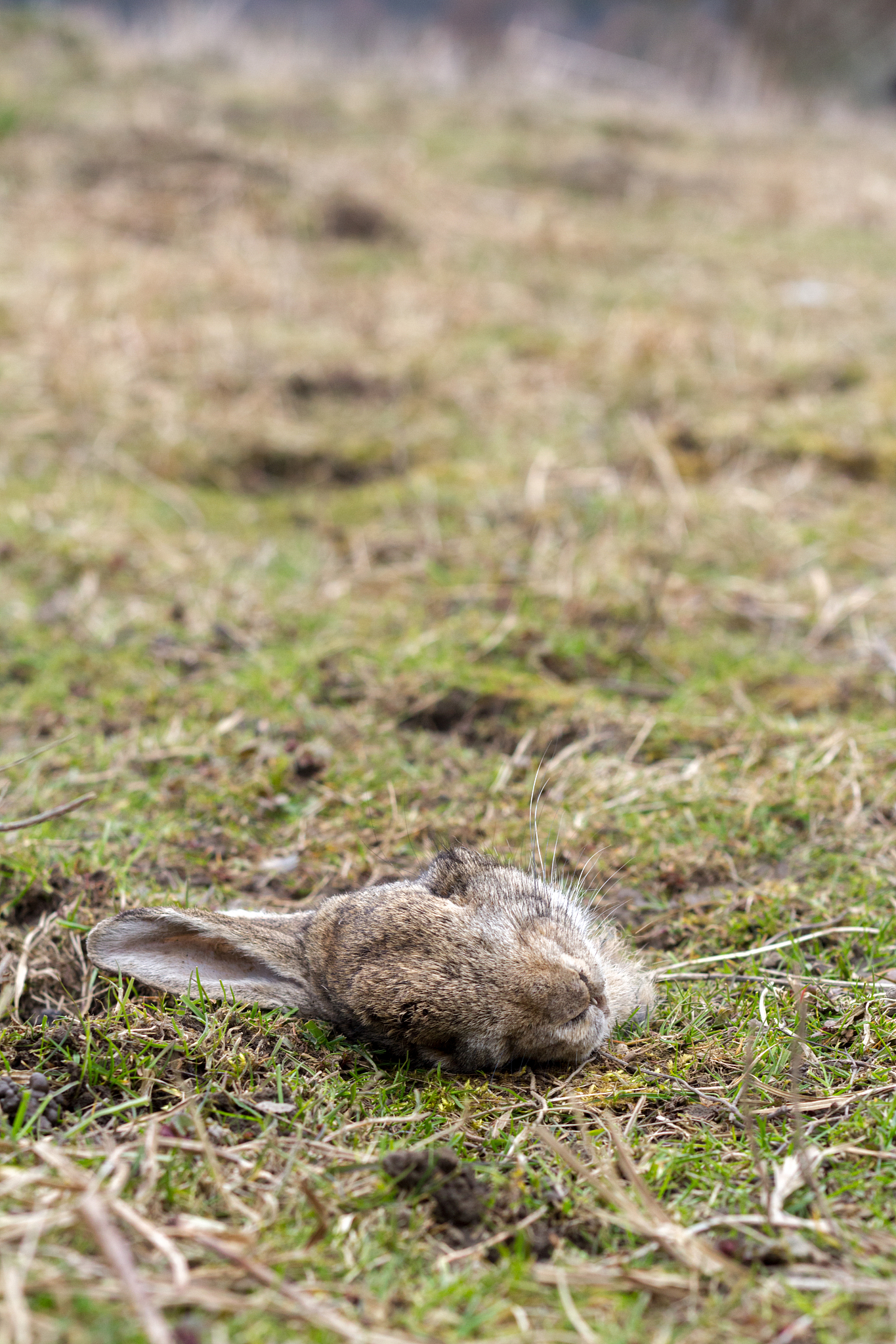 head of a rabbit