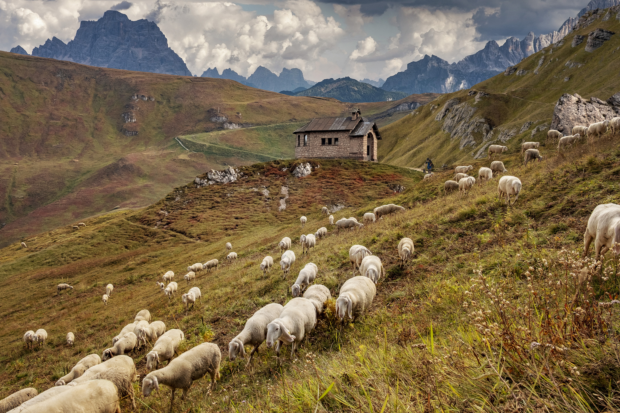 dolomites sheep herd