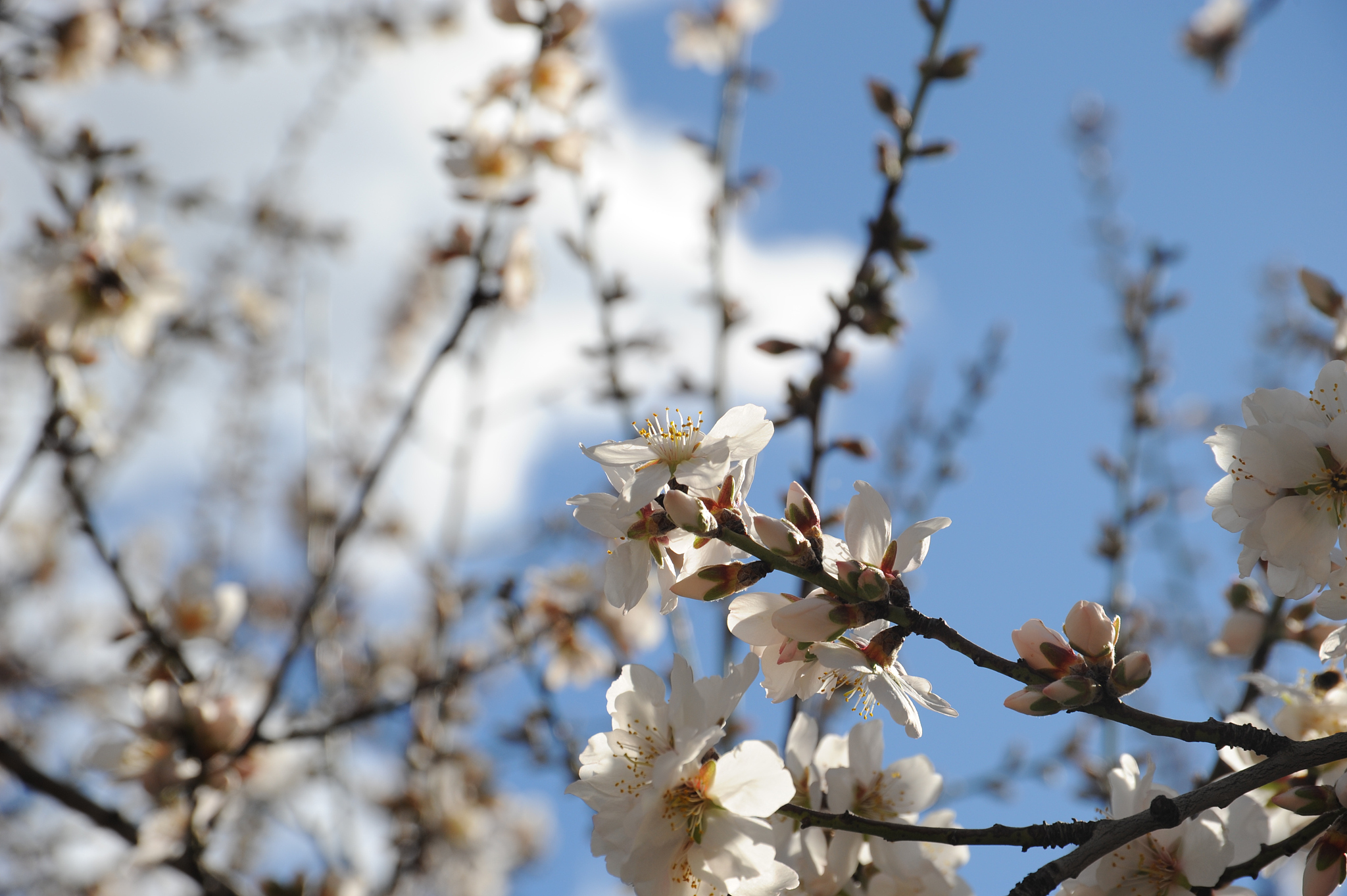 mandelblüte in spanien