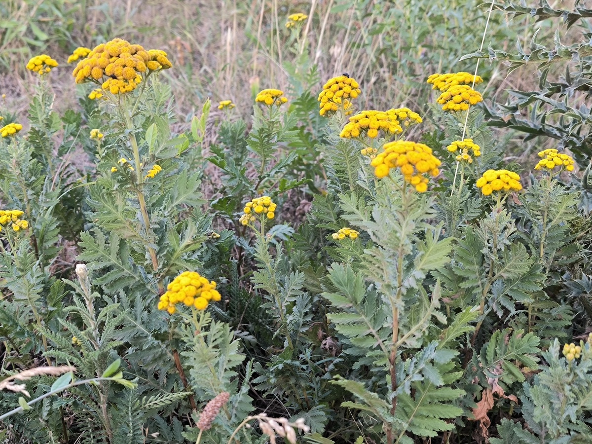 药用菊花适宜种植地区