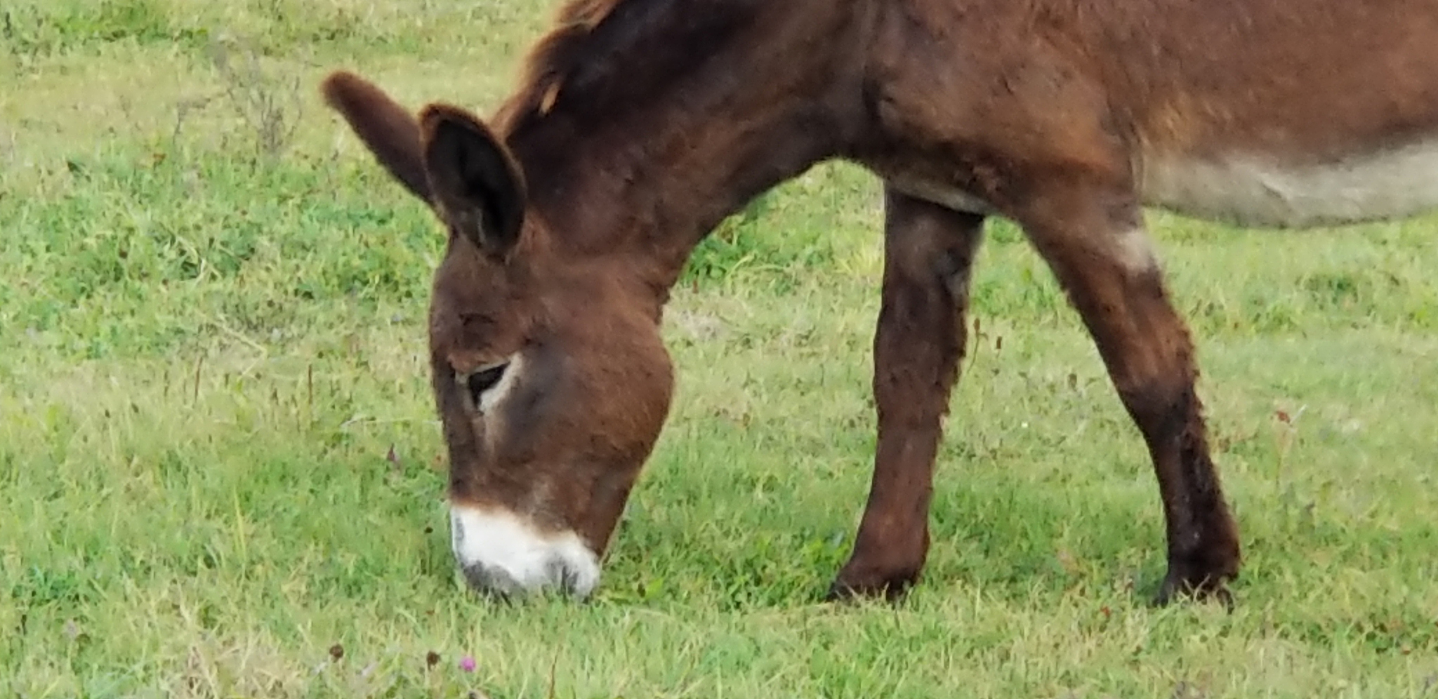 equine
