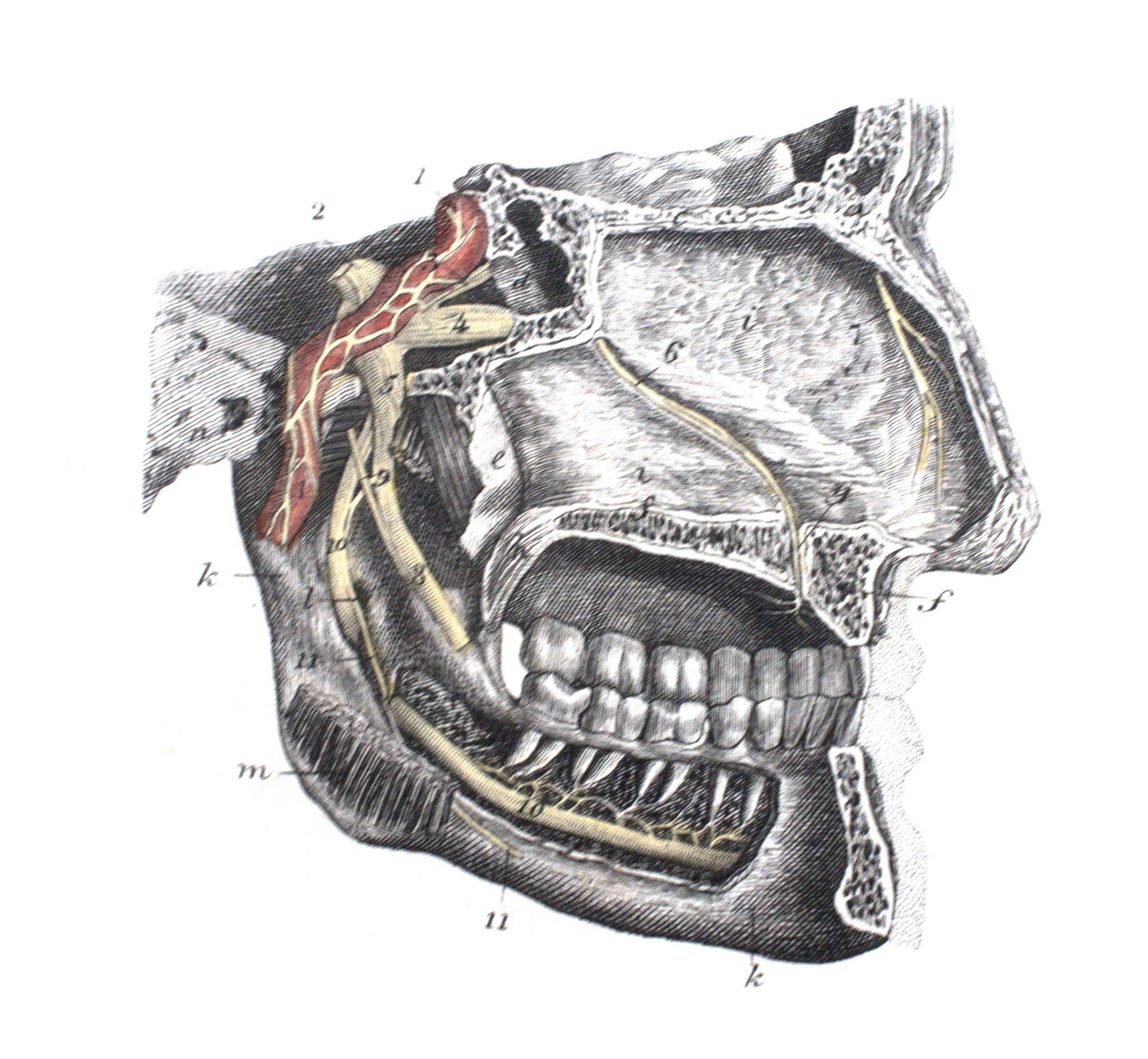 重庆临床医学专业都要学习哪些课程