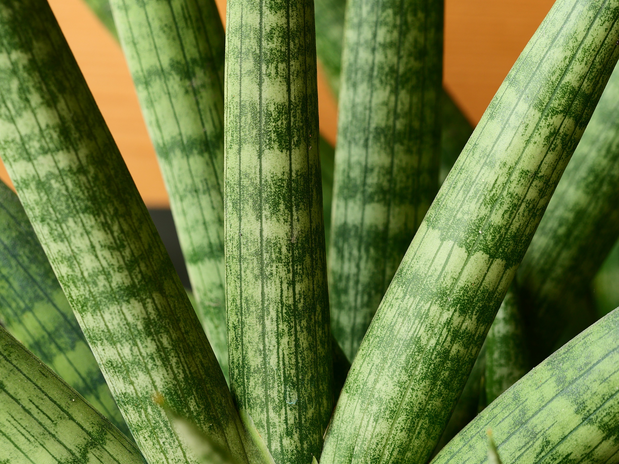 sansevieria on the ground
