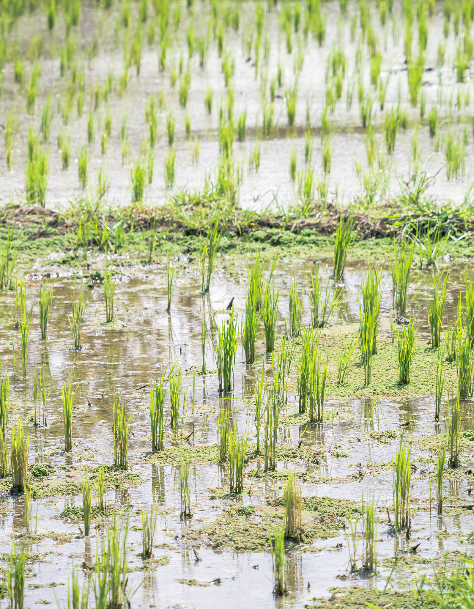 崇明岛上水稻收获季面临的自然灾害是什么 有哪些帮我用180字详细描述