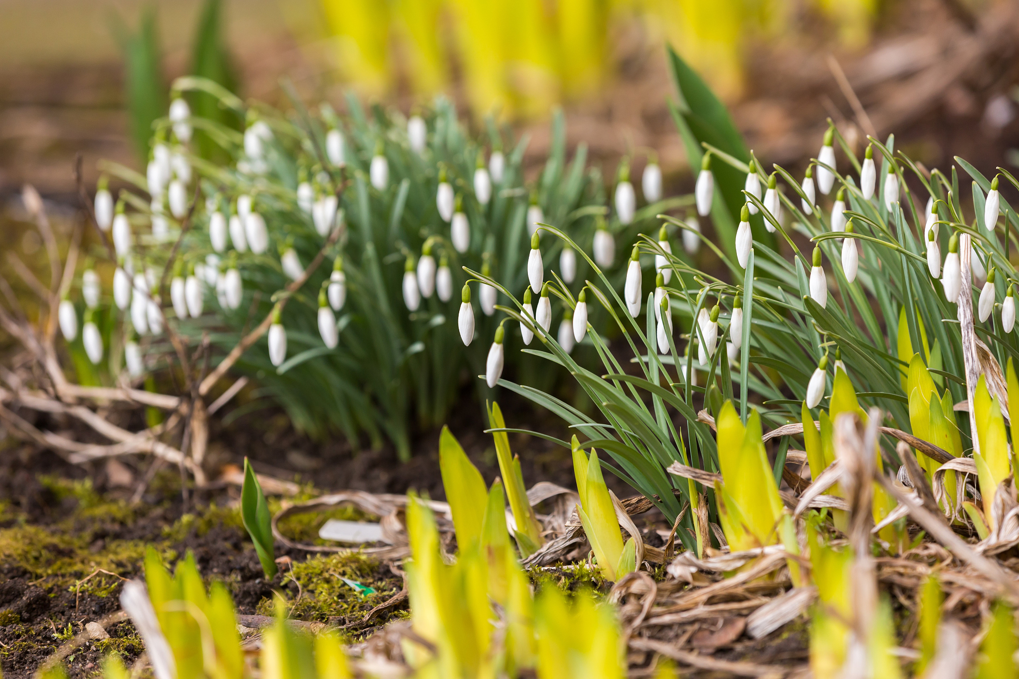 snowdrops flowers blooming