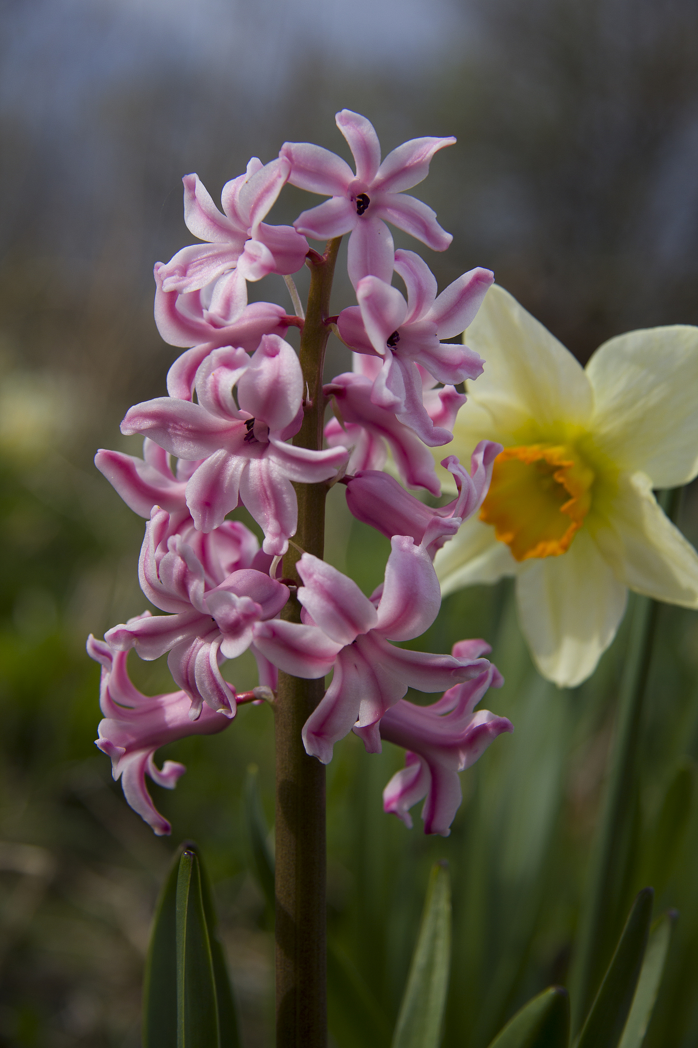 pink hyacinth
