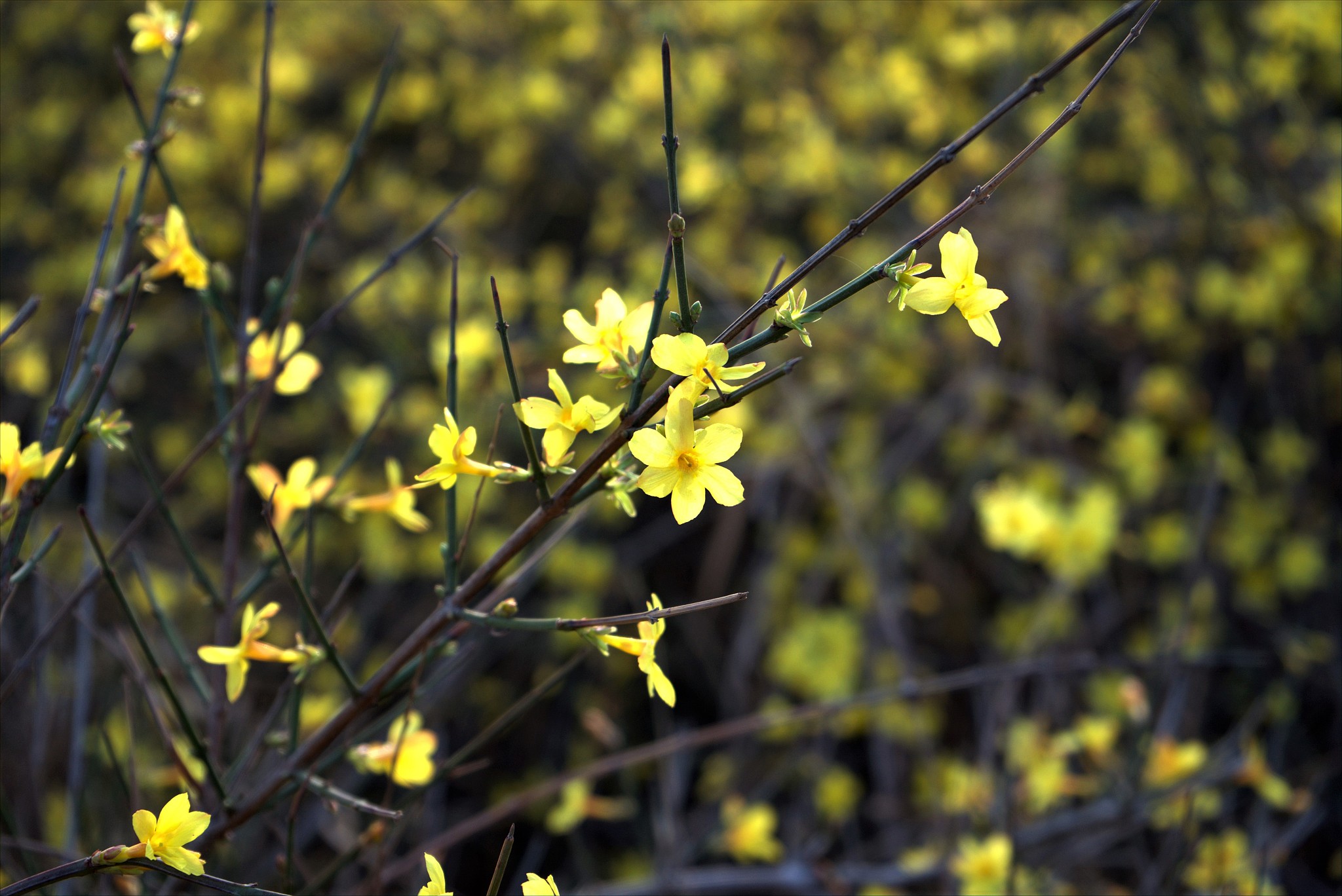 迎春花什么时候开？有花苞不开放怎么办？