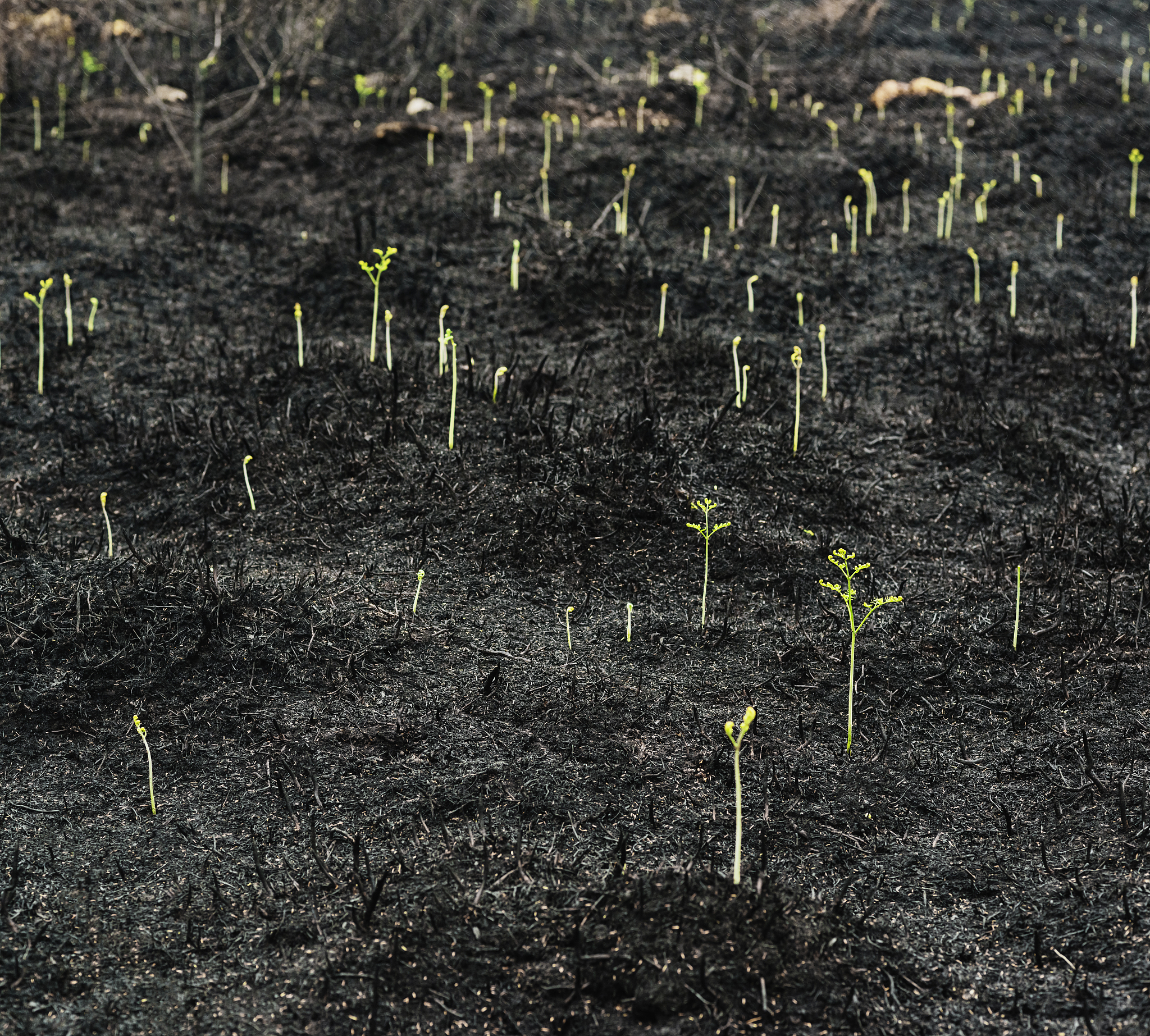 《BIOLOGICAL INVASIONS》：生物入侵研究的权威期刊