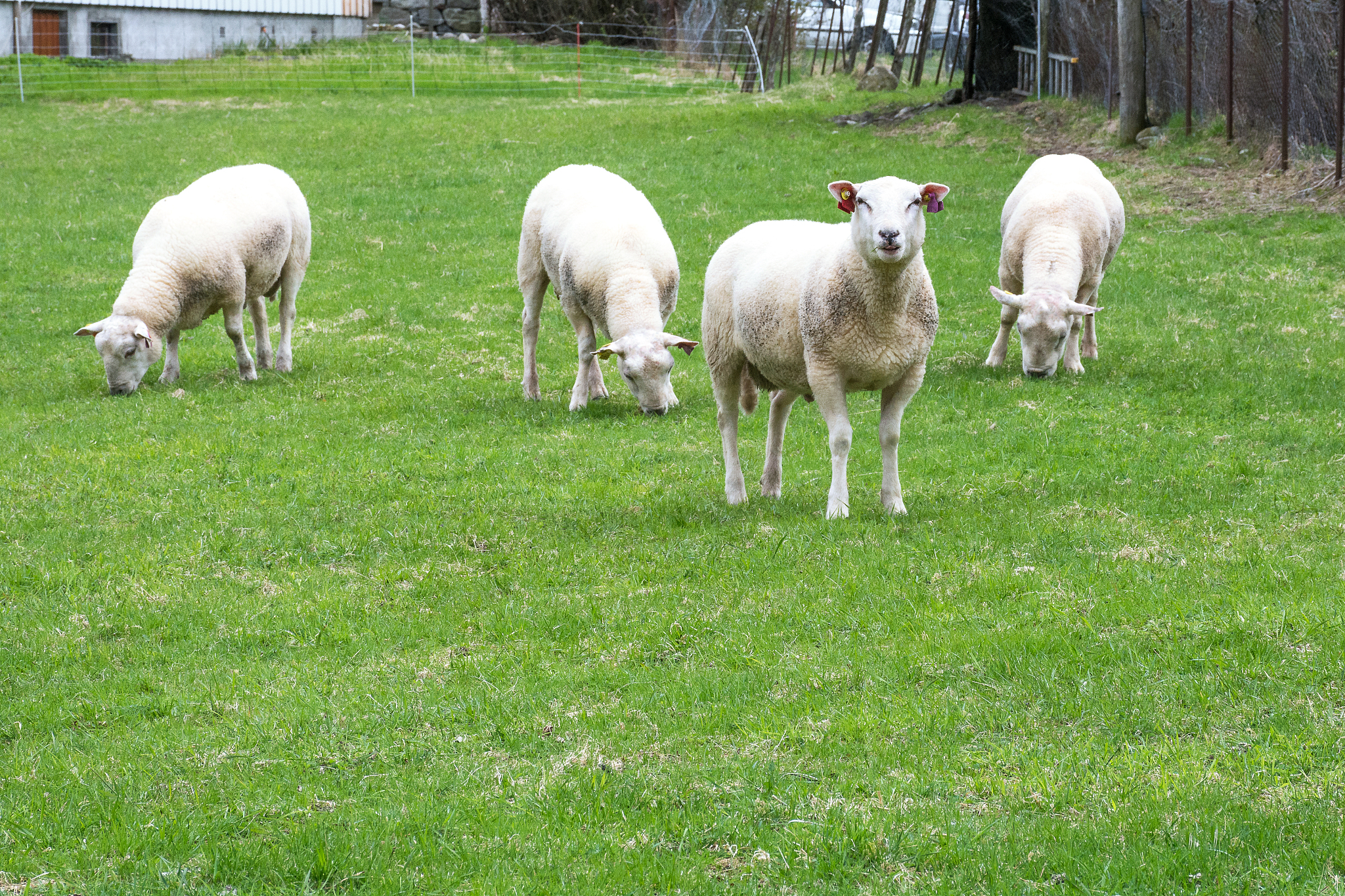 加拿大动物科学杂志: 动物科学研究的权威期刊
