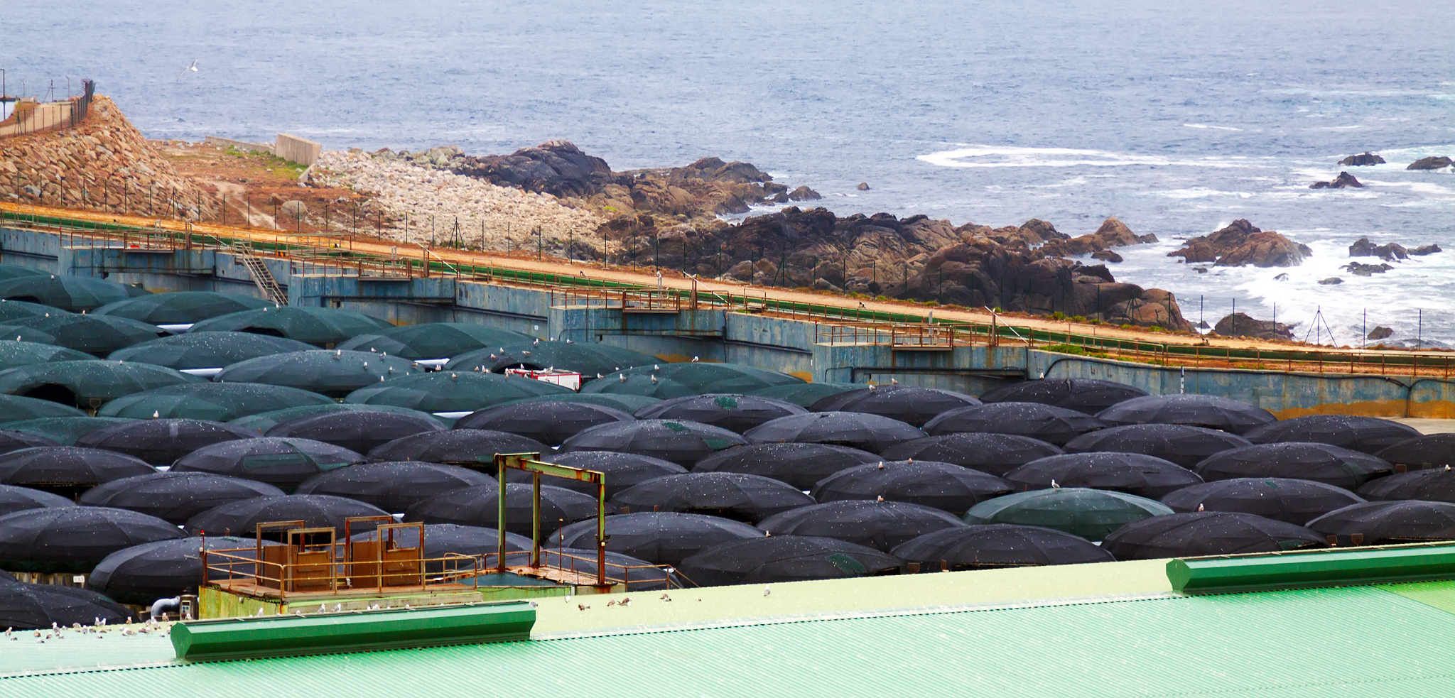 海胆养殖模式详解：网箱、池塘、笼养和底播