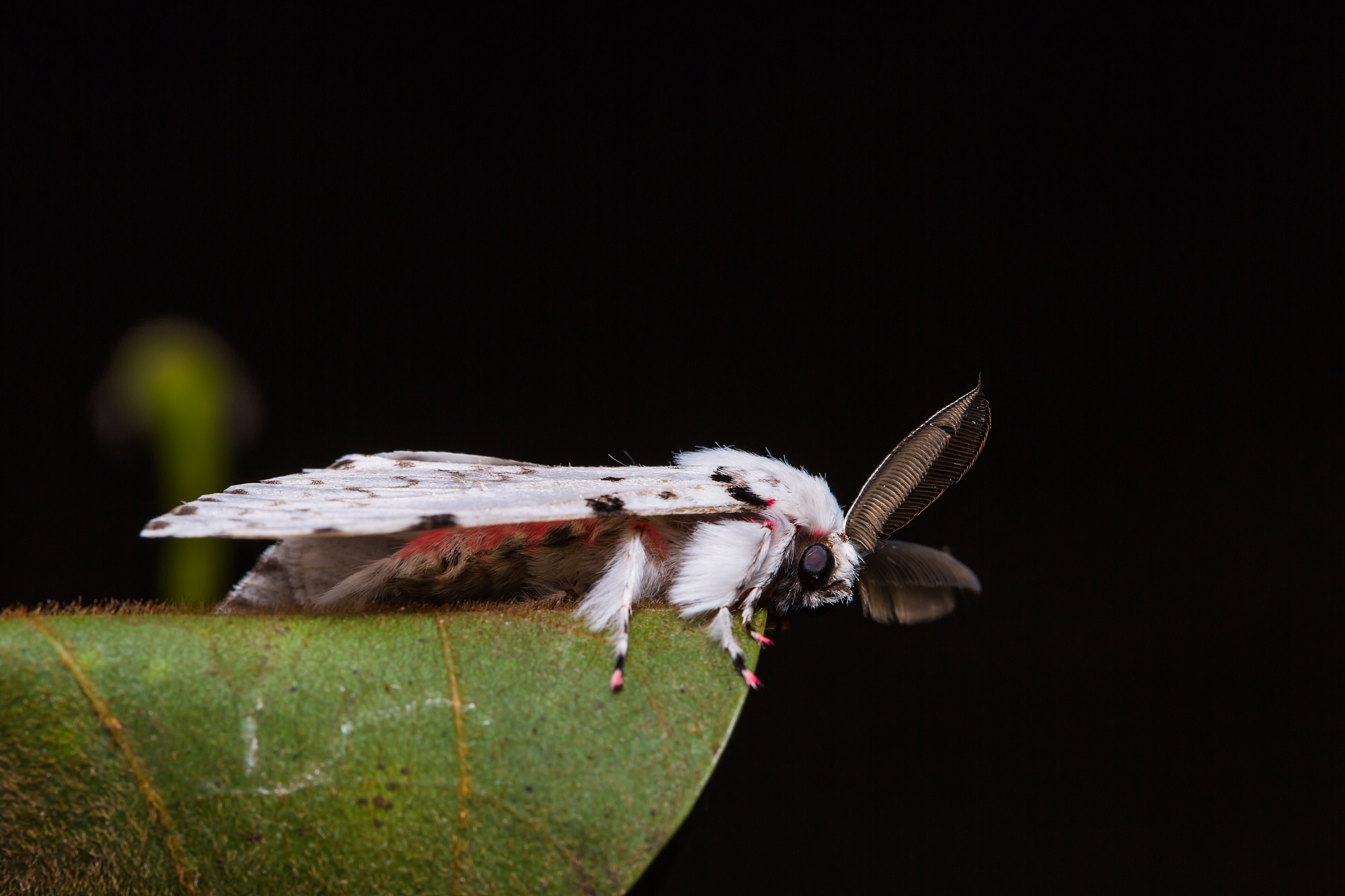lymantria marginalis moth on green leaf