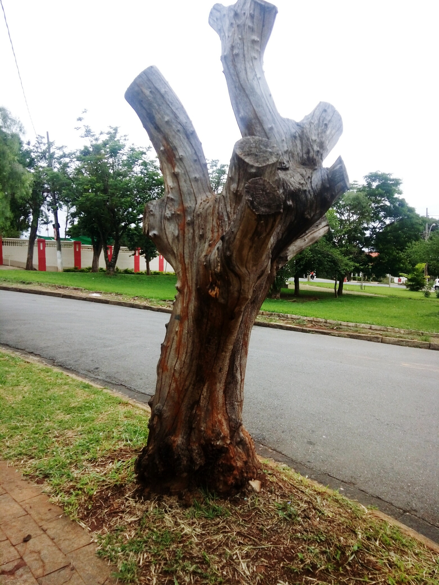 # 「DTOI-5」校门外的枯树## 题目背景某天放学你走出了校门发现校门外又双叒叕出现了一排树。只不过因为正值寒冬时节树的叶子都掉光了树们在寒风中瑟瑟发抖让人担心它们会不会在某一时刻失去平衡然后倒下来。## 题目描述给你校门外的一排 $T$ 棵无向有根树每棵树的根节点编号均为 $1$每棵树的每条边有其重量 $m_i$现在请你算出每棵树的不平衡度 或 该树的每个节点的子树的不平衡度好让校方帮忙加固