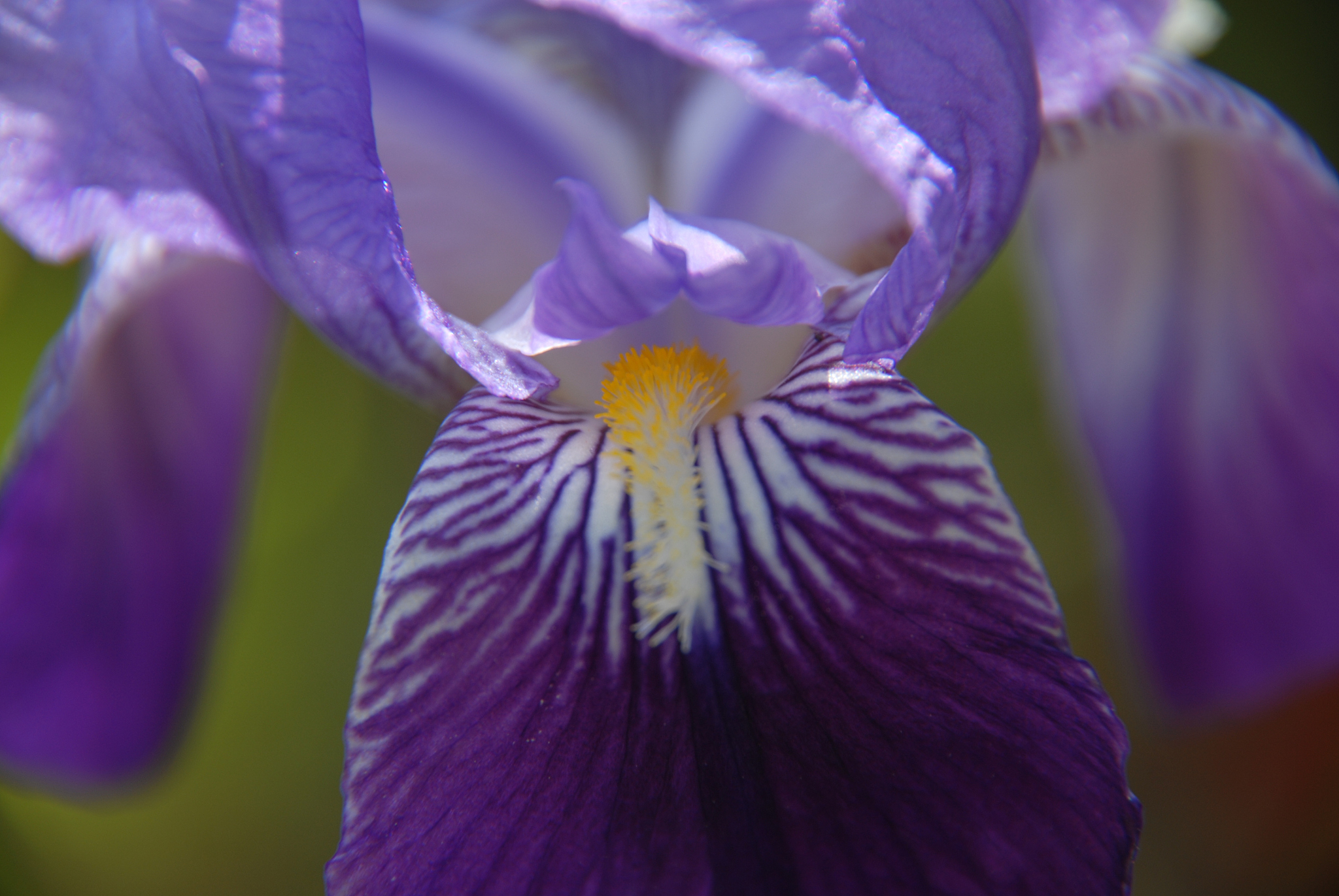 blüte der schwertlilie in spanien
