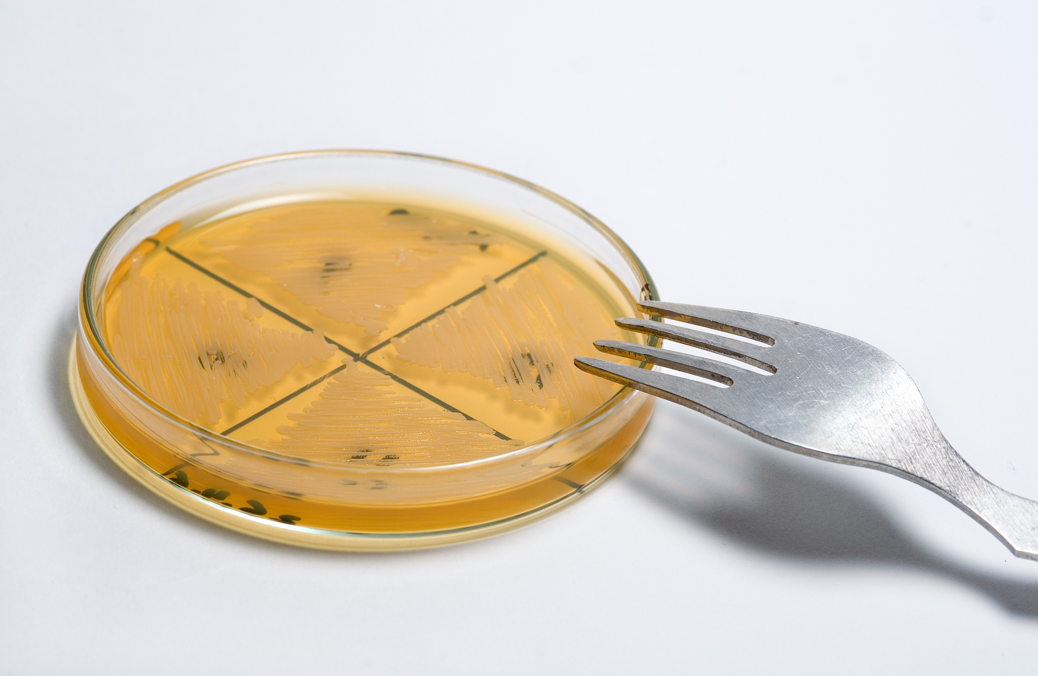 哈尔滨工业大学的食品科学与工程专业就业前景怎么样