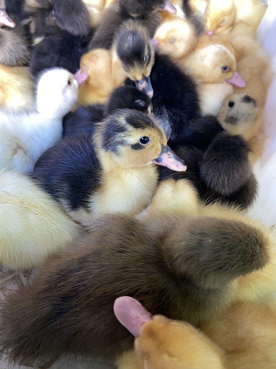 我家的小鸭子特别喜欢骑在狗身上当它呆在狗背上是它会显得特别安静并且可以很快闭上眼睛进入睡眠。而且狗也会表现出很淡定的样子闭目养神似乎对背上小鸭子的存在习以为常。