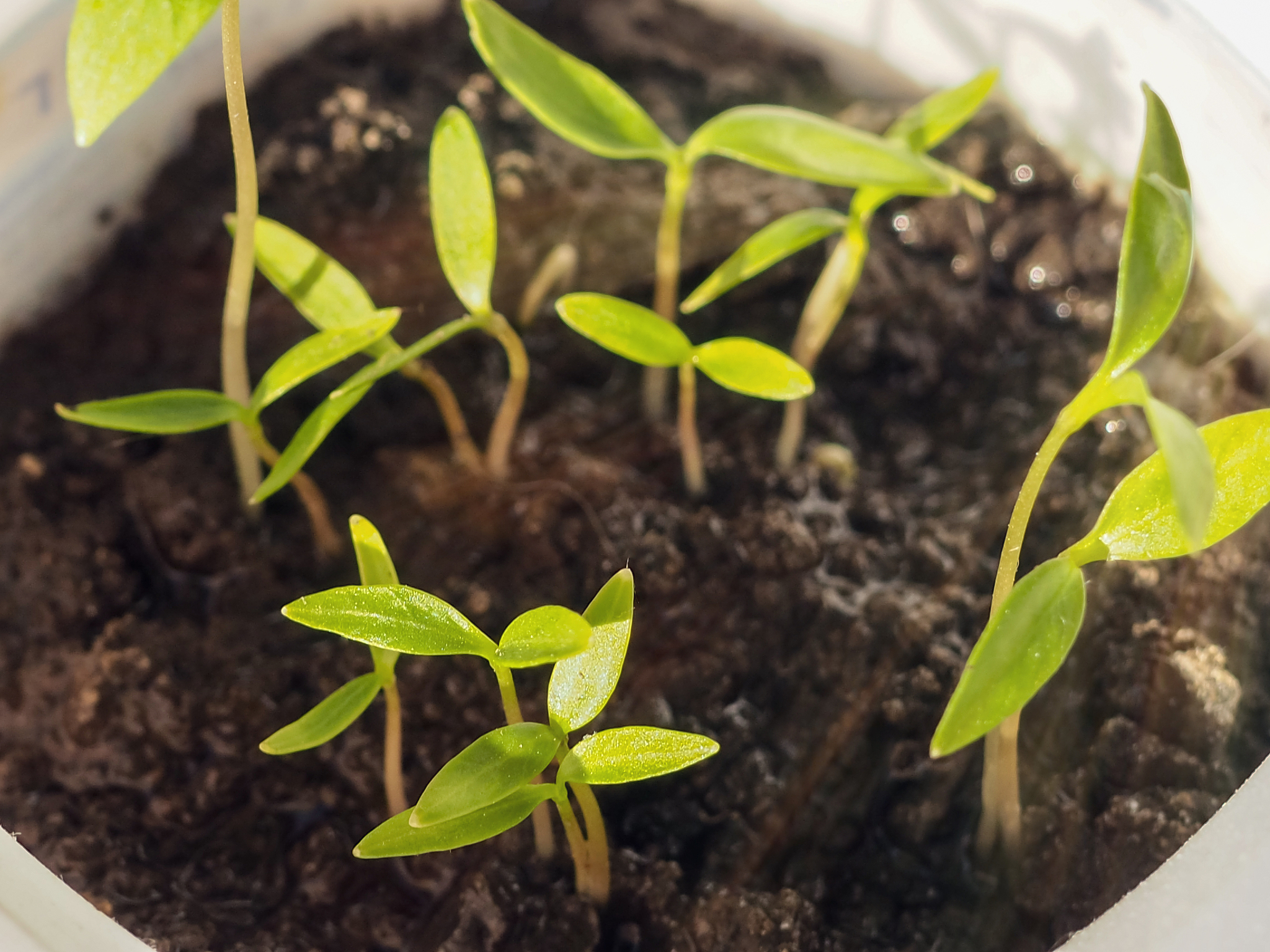 光照对植物生长影响实验：探究空心菜生长奥秘