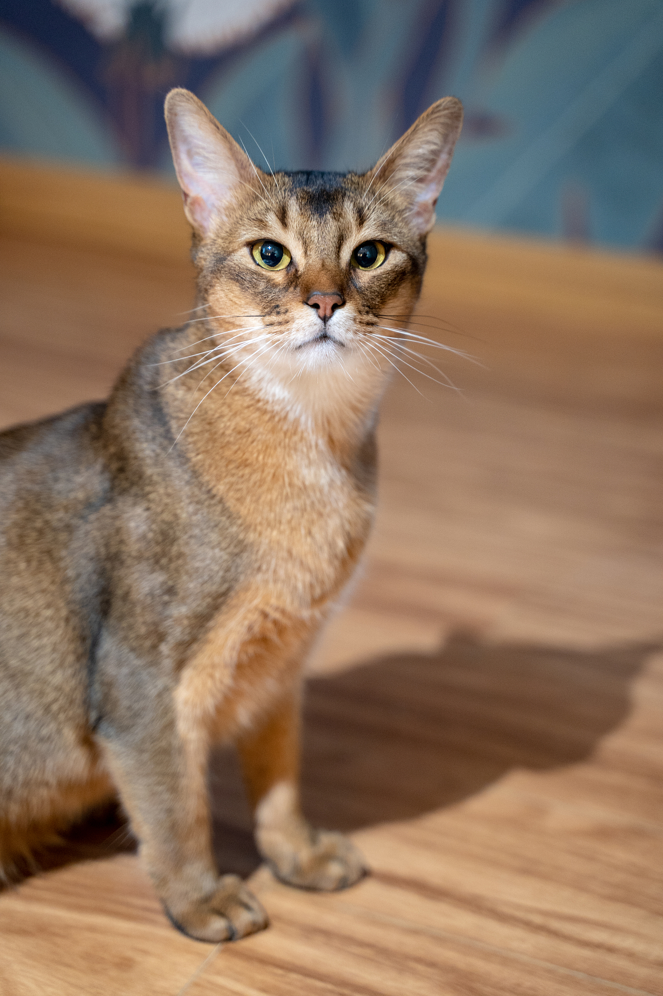 CatsCats of all kinds are present in the legends religion mythology and history of 	 0 _____many_______ different cultures Cave paintings created by early humans display different types o