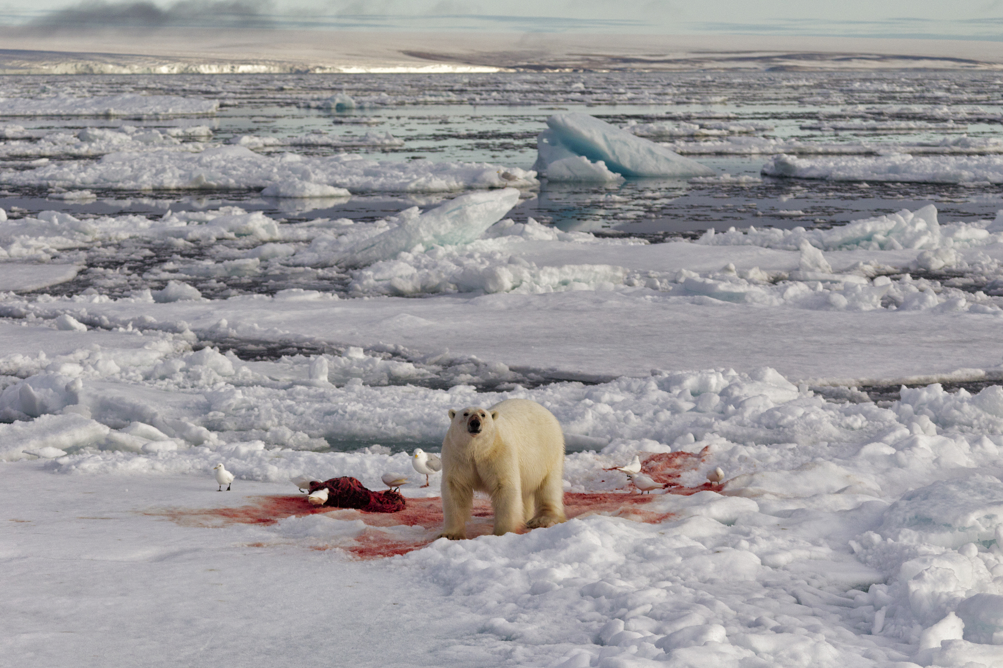 一个作家描写一段关于地球迎来第二个冰川纪的末日景象具体描写人类末日生存的一段