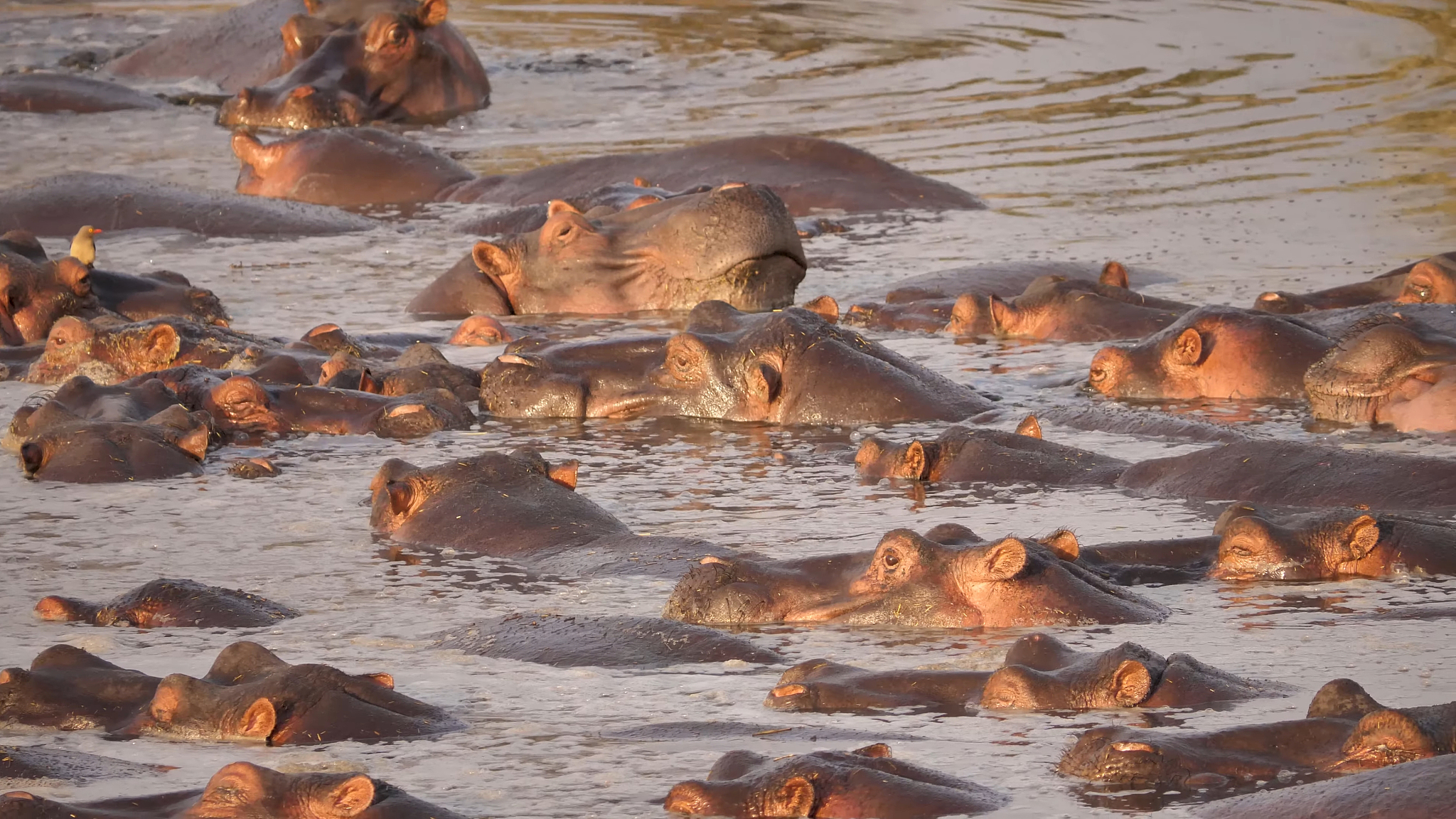 a herd of hippos swims in the river of tanzania