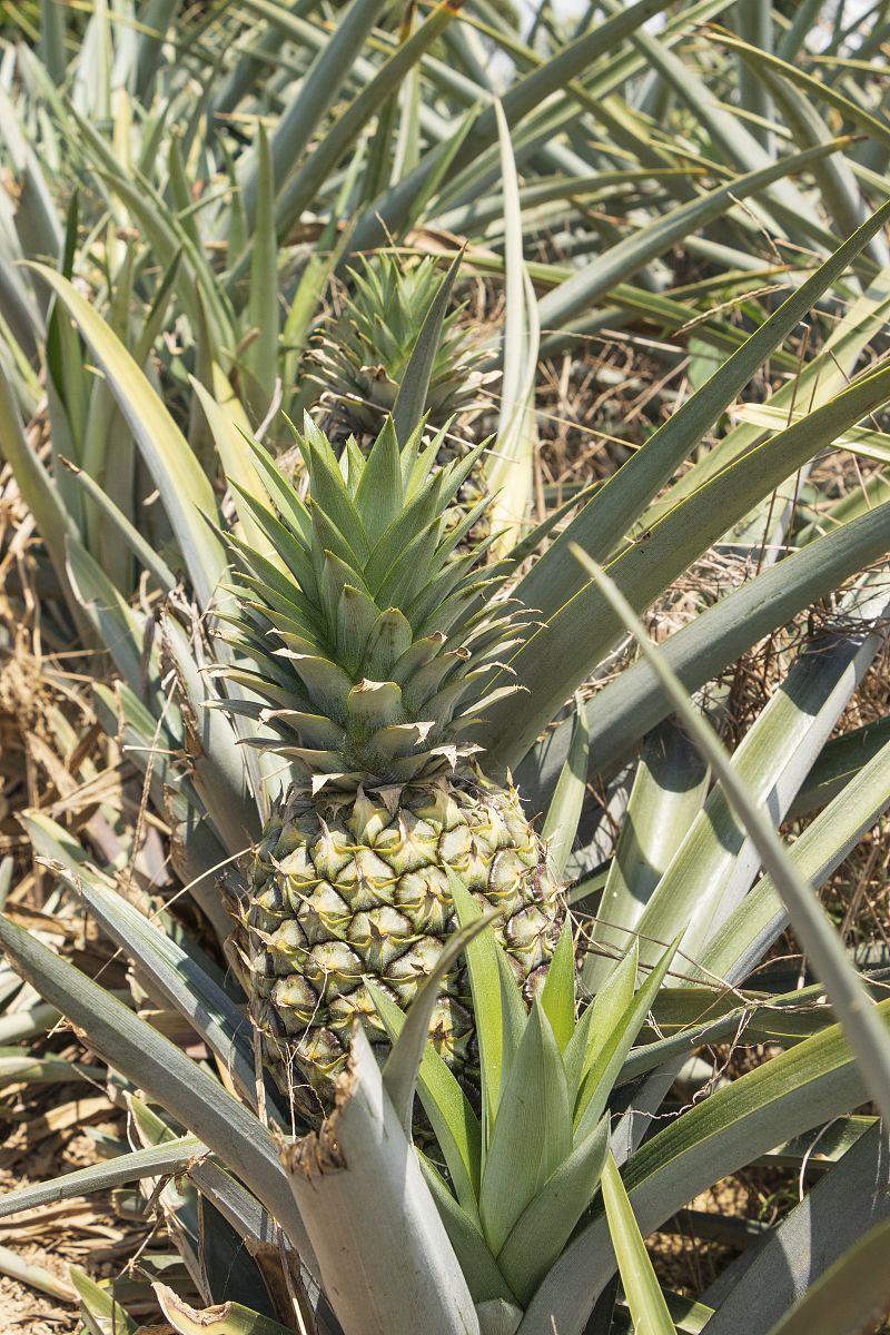 菠萝种植时间和方法：从选地到管理，3000字详解