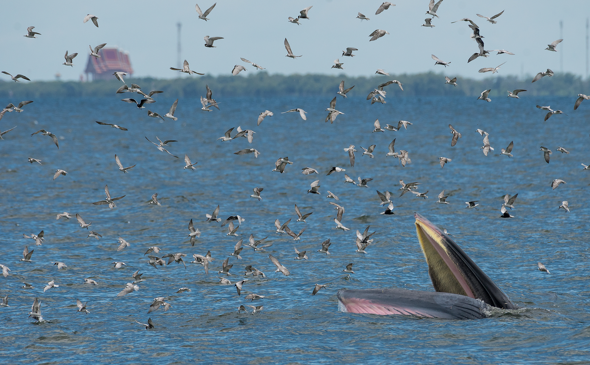 鲸鱼为什么Mb含量高？揭秘水生哺乳动物的肌肉奥秘