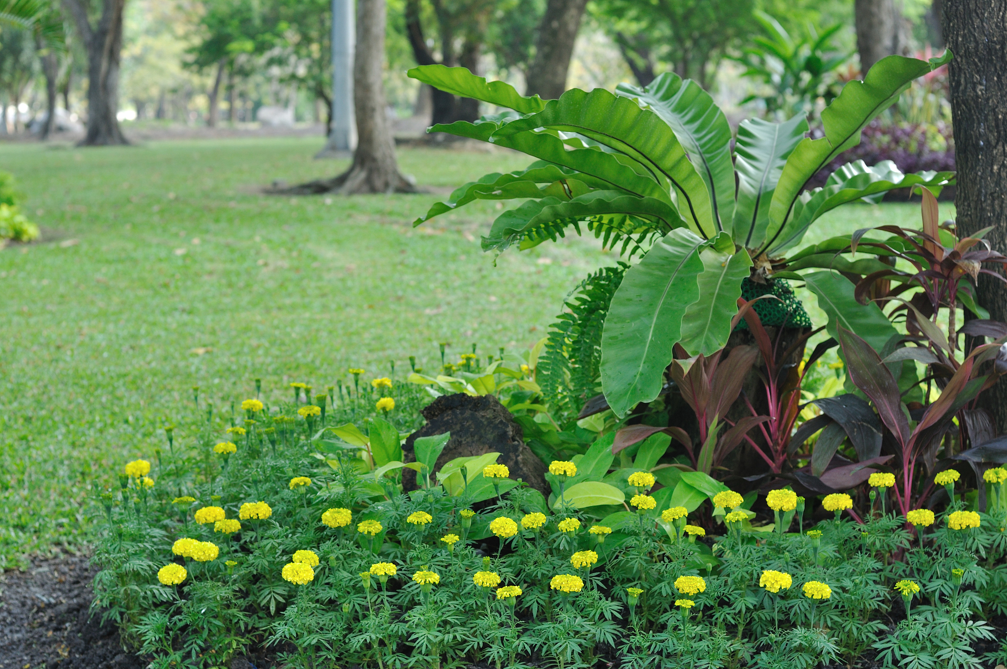 采集植物需要注意什么