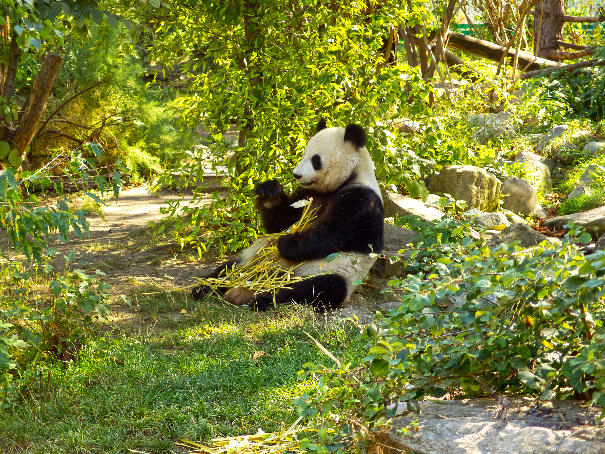 熊猫竹子绿色系女生名字大全：可爱、清新、自然