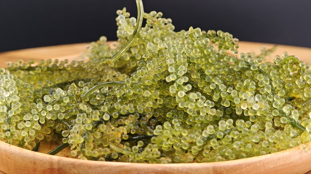 Algal Research-Biomass Biofuels and Bioproducts期刊收稿要求详细介绍