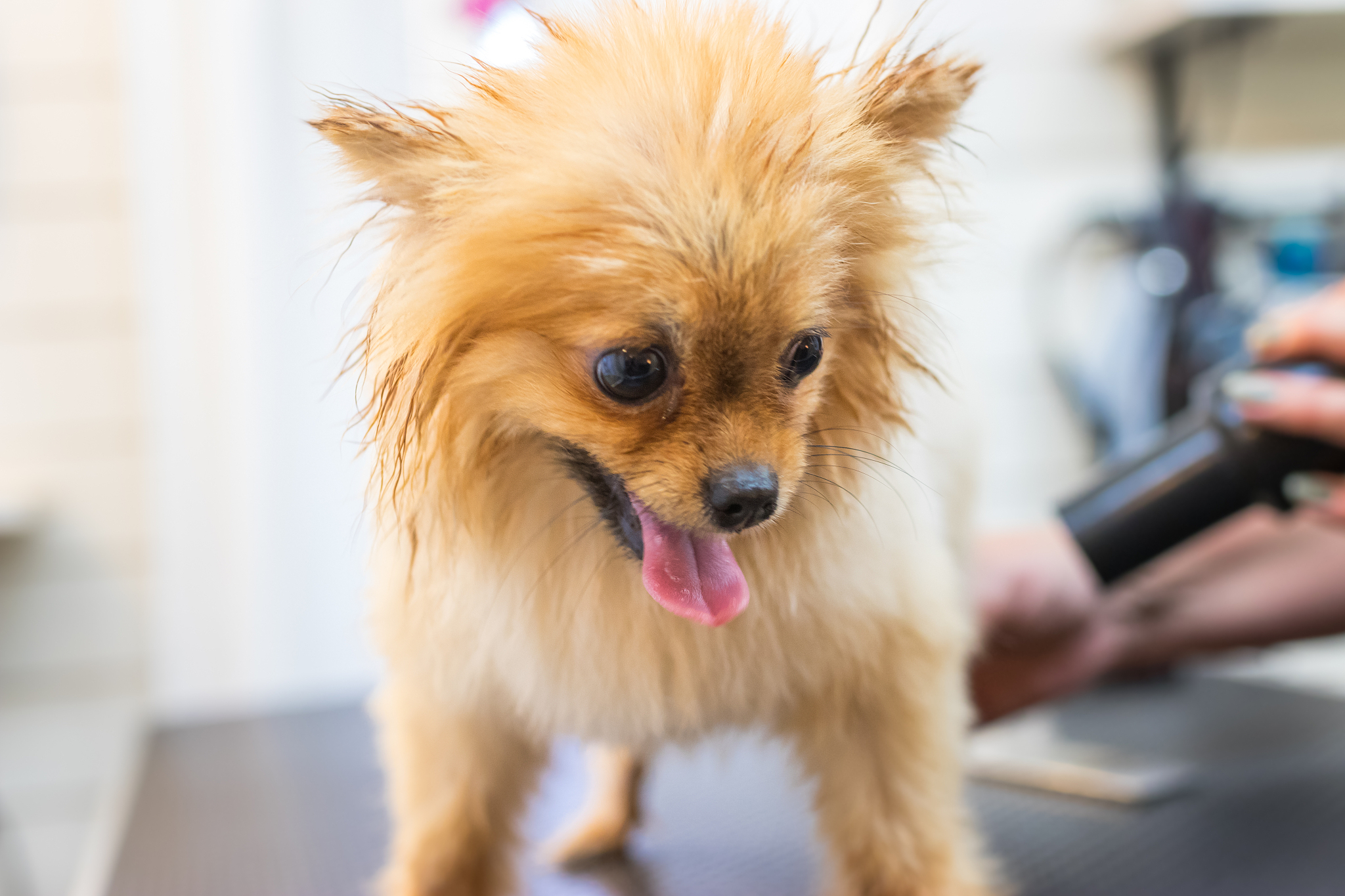 辽宁职业学院宠物养护与疫病防治专业怎么样